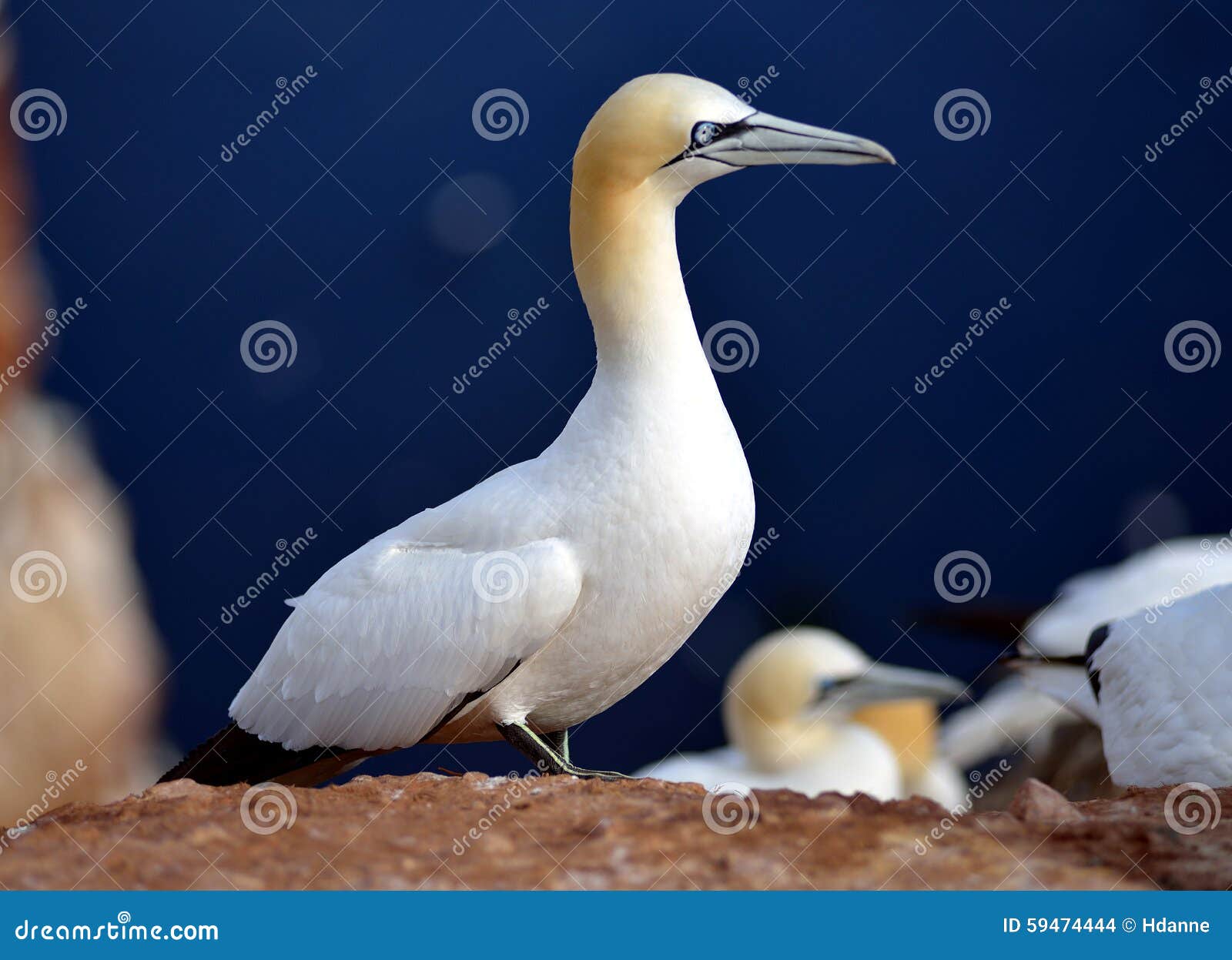 Breeding Birds in the Cliffs of Helgoland Stock Photo - Image of cliff,  gannet: 59474444
