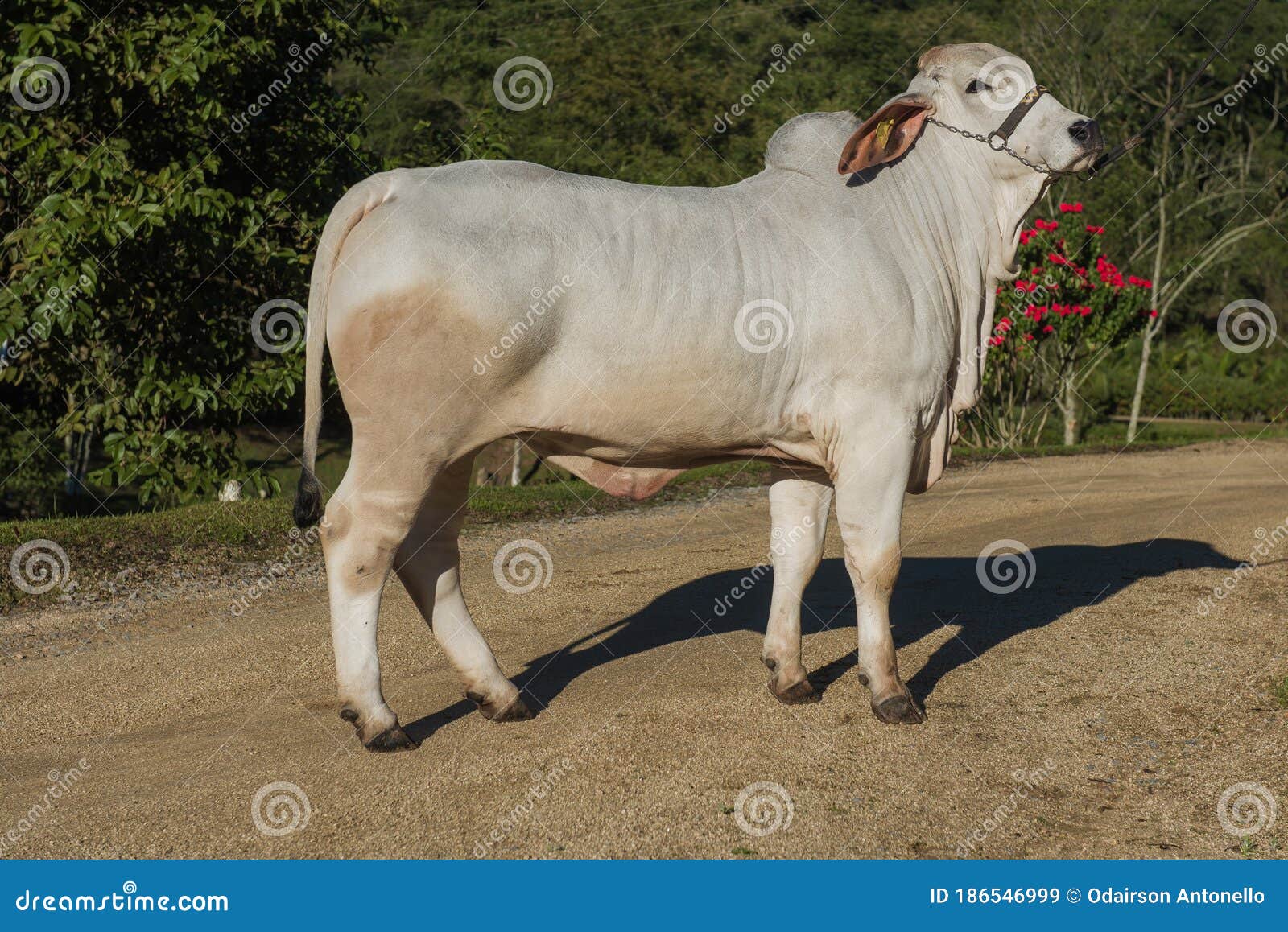 raising brahman cattle raising brahman cattle