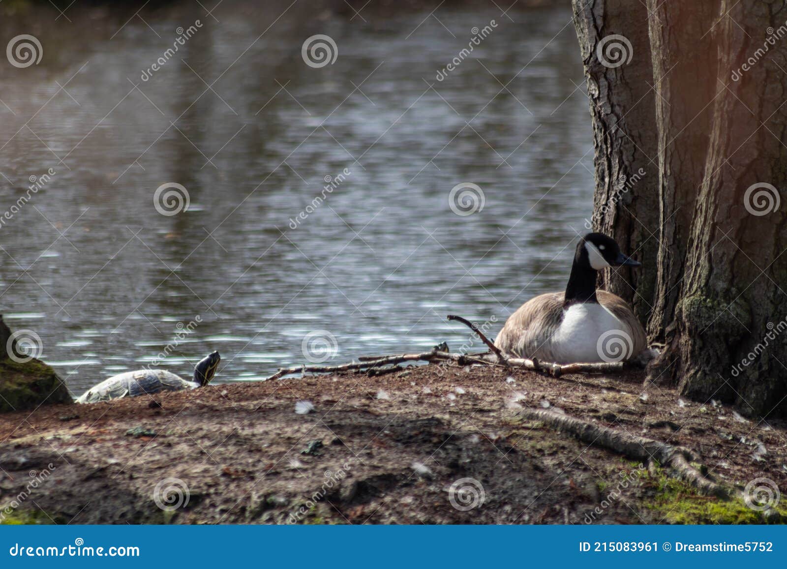 breeding canada goose on its nest with eggs beside a sunbathing turtle on a little island in a park in spring show coexistance