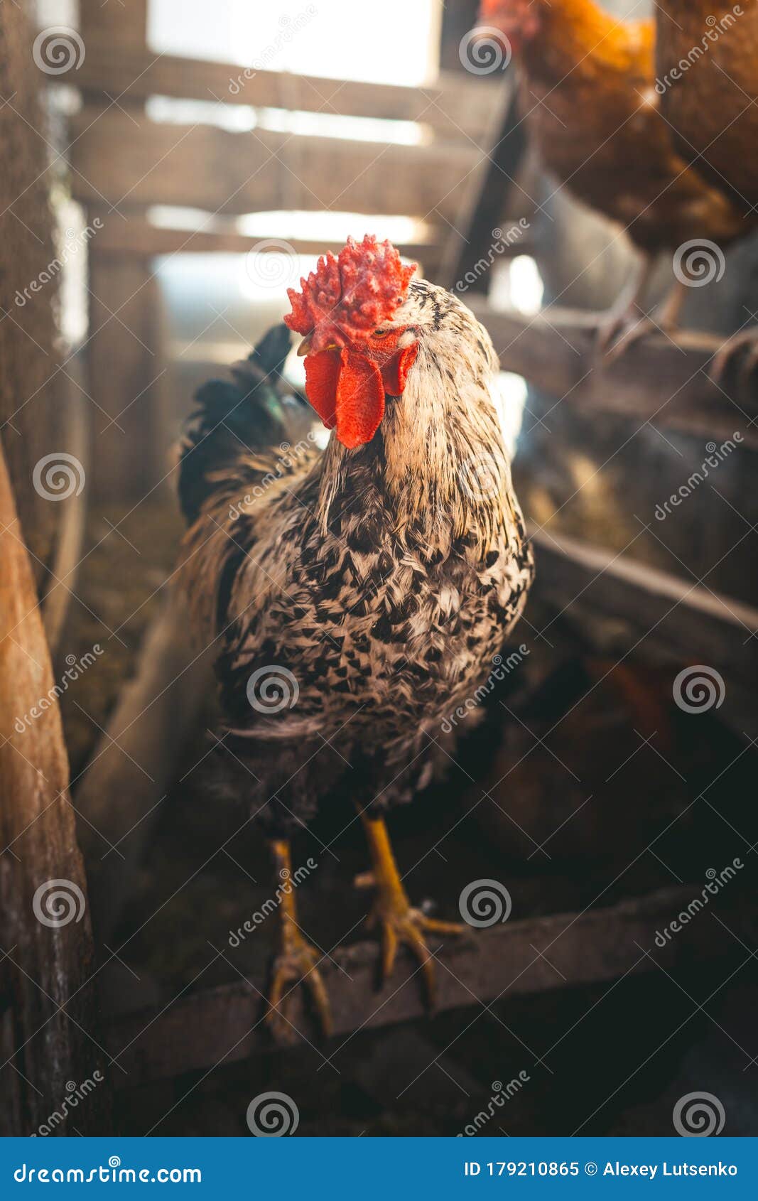 Breeding Chickens in a Small Chicken Coop Stock Image Image of