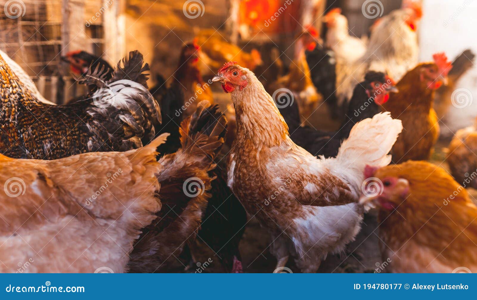 Breeding Chickens in a Small Chicken Coop Stock Image Image of real