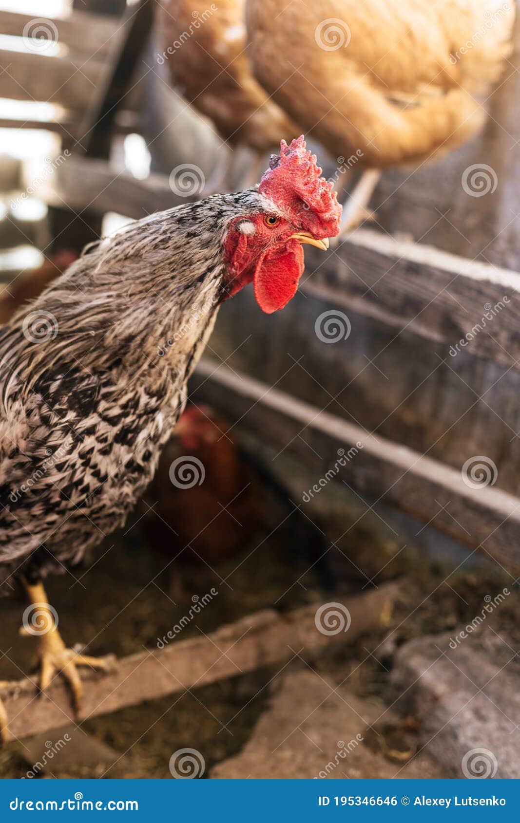 Breeding Chickens in a Small Chicken Coop Stock Photo Image of
