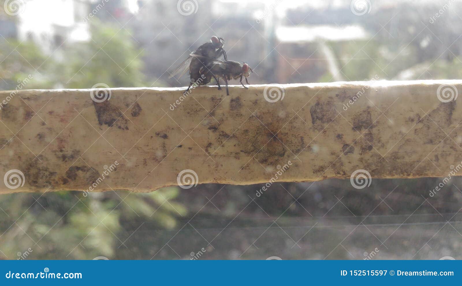 Breeding of flies/fly stock image. Image of natural 152515597