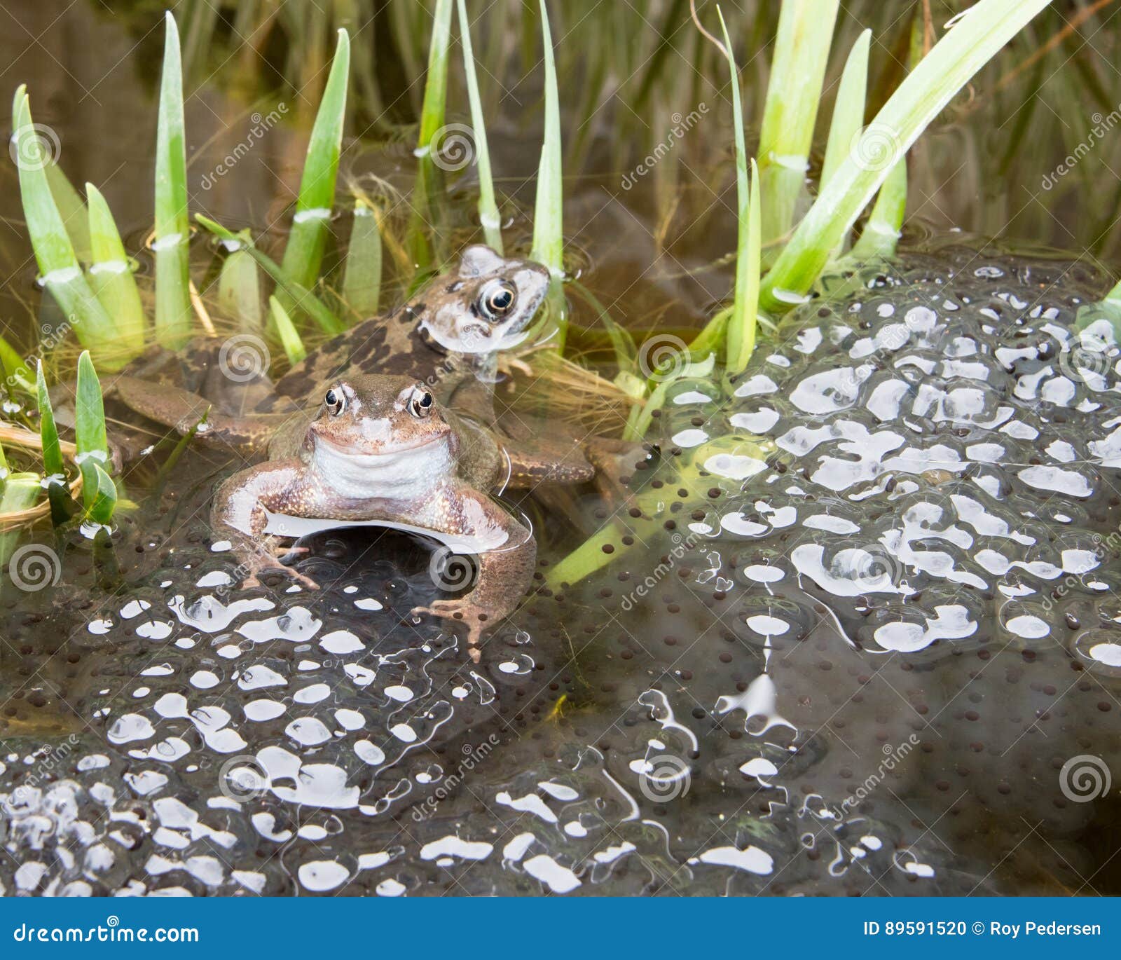 Breeding Frogs stock photo. Image of nature, spawning 89591520