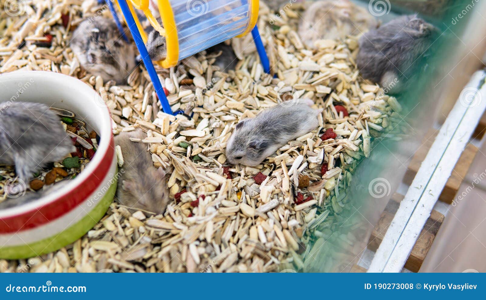 .breeding Hamsters Outside the Natural Habitat. Small Pets for Breeding