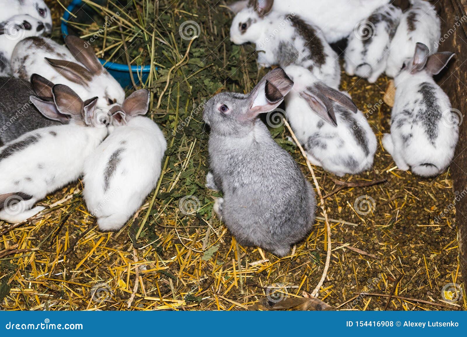Breeding a Large Group of Rabbits in a Small Shed Stock Photo Image