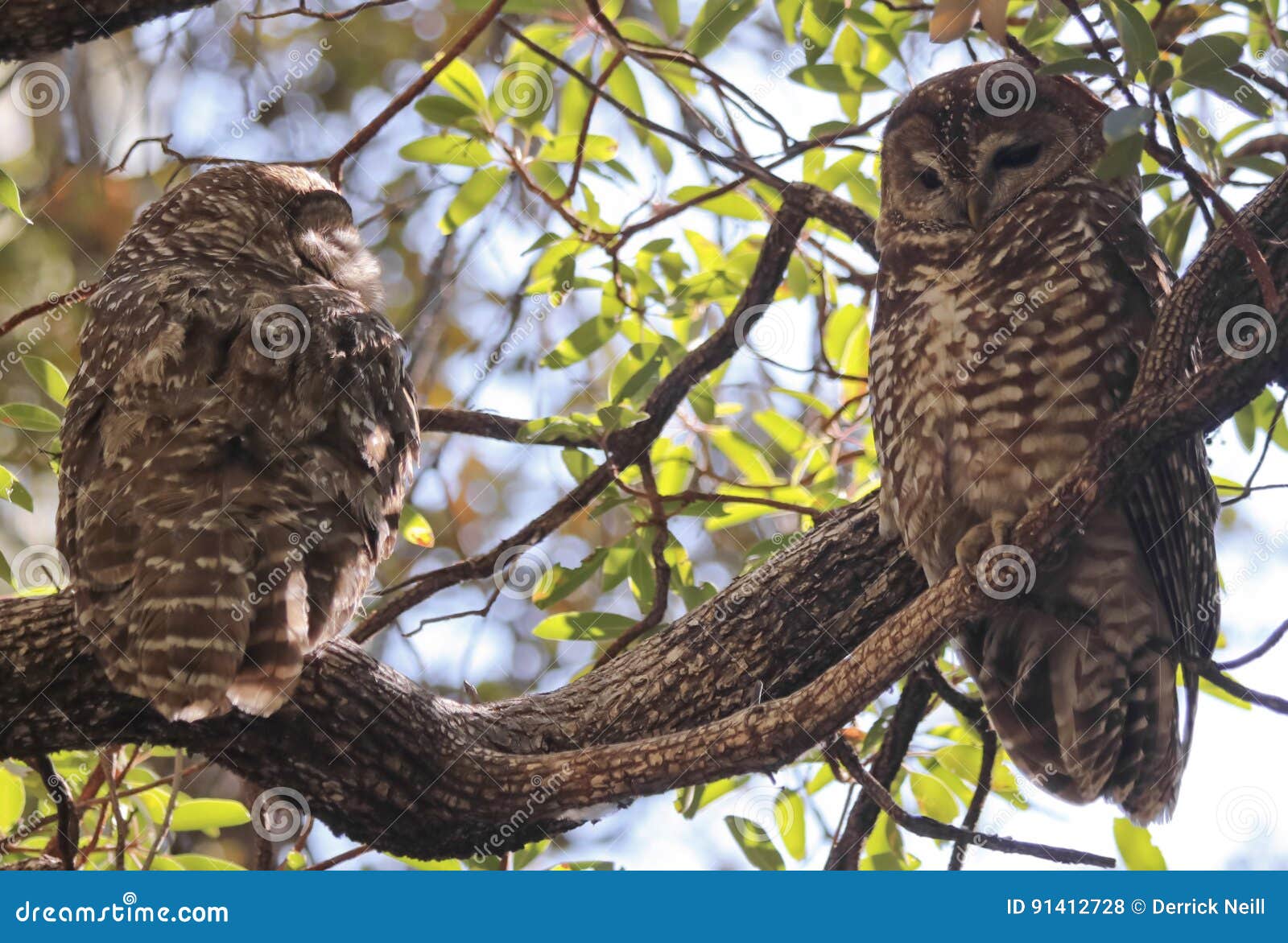 a breeding pair of mexican spotted owls