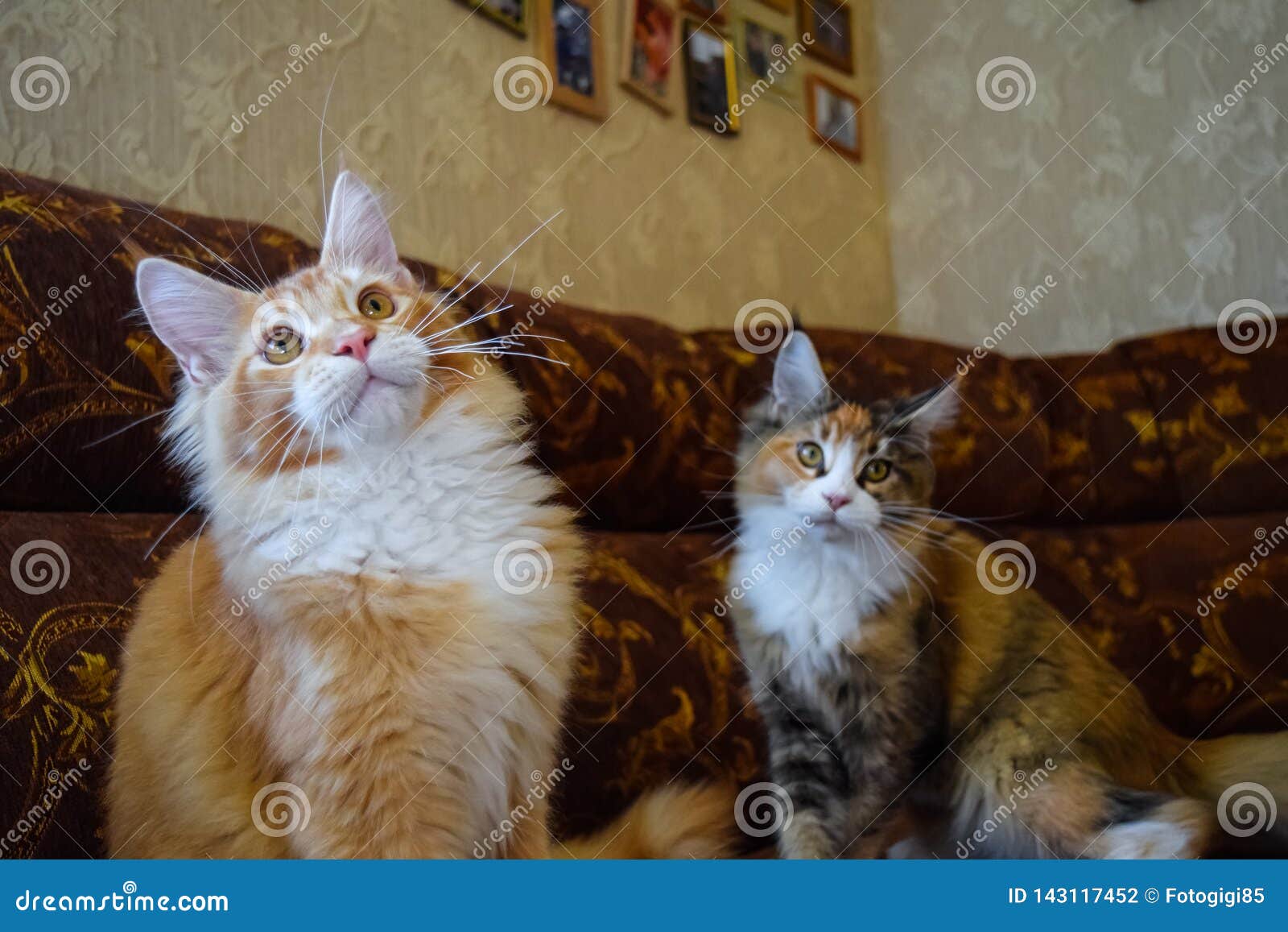 Giant Maine Coon Cat. Mainecoon Cat, Breeding of Purebred Cats at Home ...