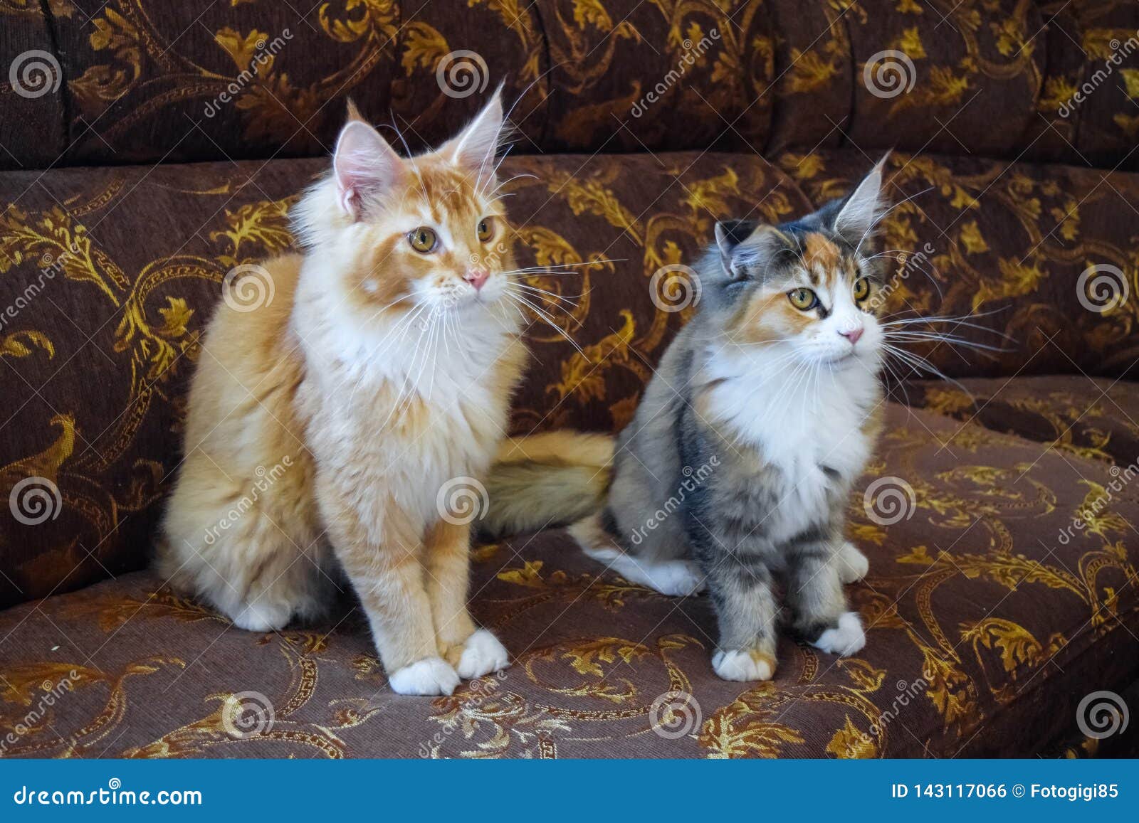 Giant Maine Coon Cat. Mainecoon Cat, Breeding of Purebred Cats at Home ...