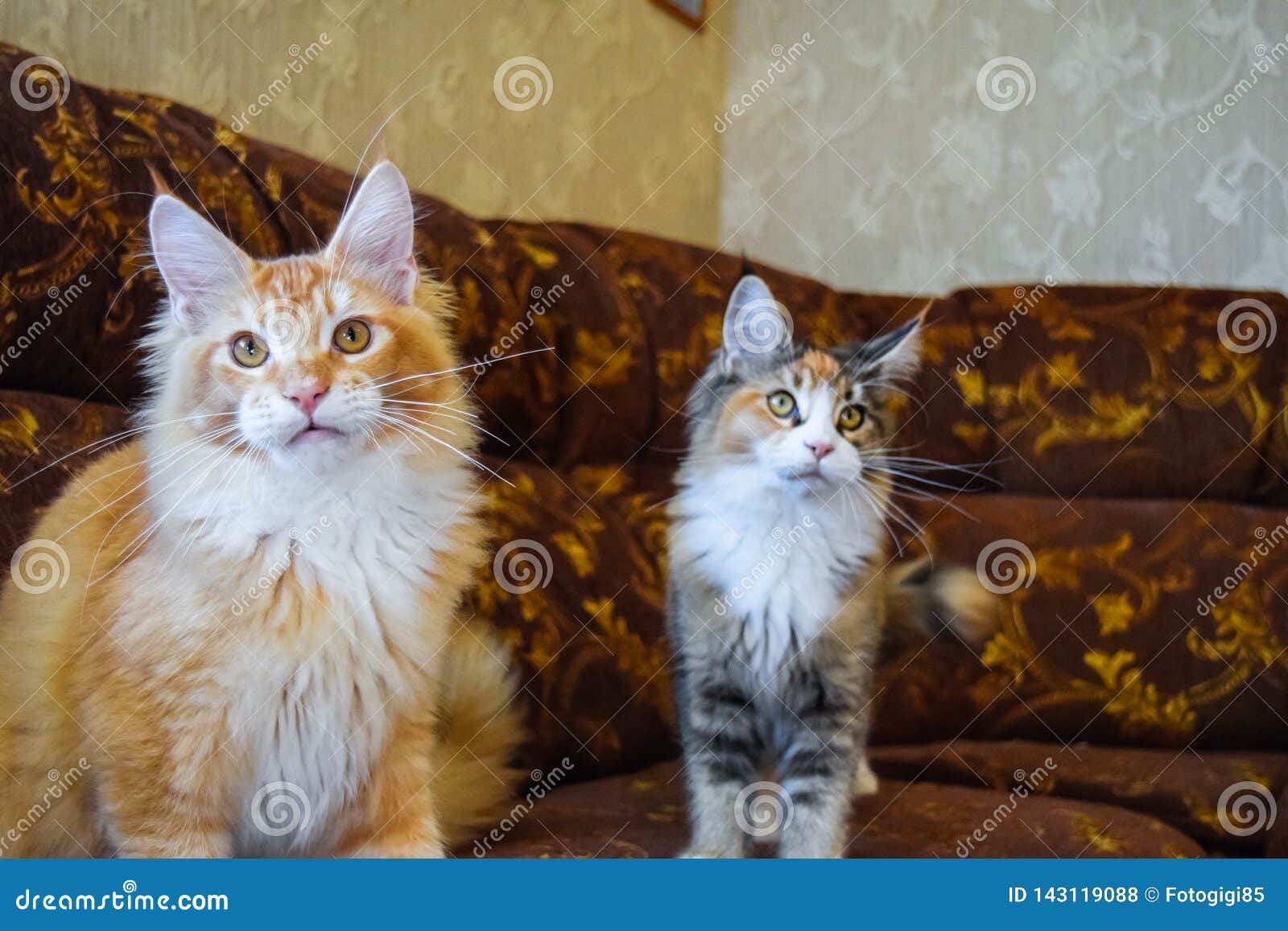 Giant Maine Coon Cat. Mainecoon Cat, Breeding of Purebred Cats at Home ...