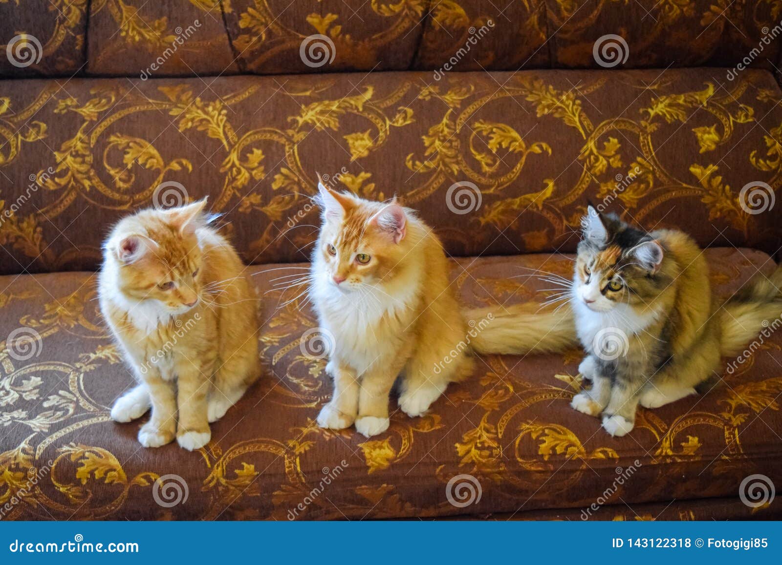 Giant Maine Coon Cat. Mainecoon Cat, Breeding of Purebred Cats at Home ...