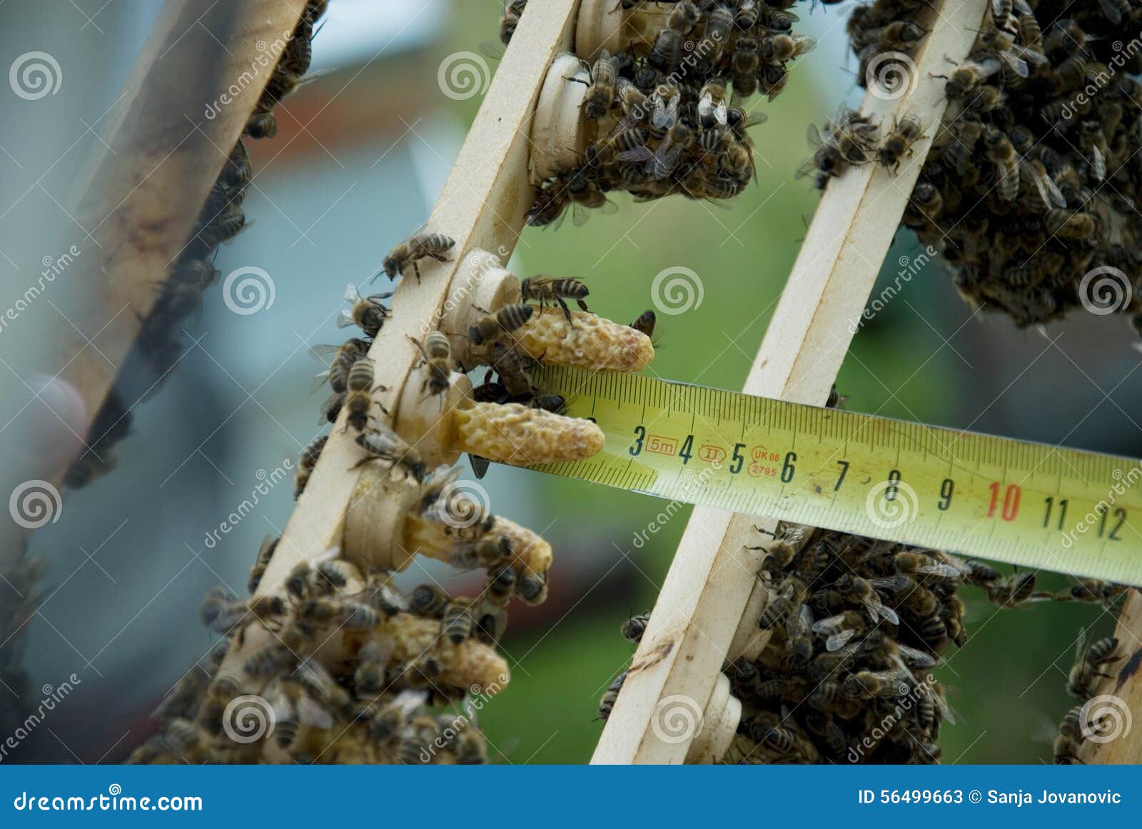 Bee Queen Breeding In Artificial Queen Cells RoyaltyFree Stock Photography