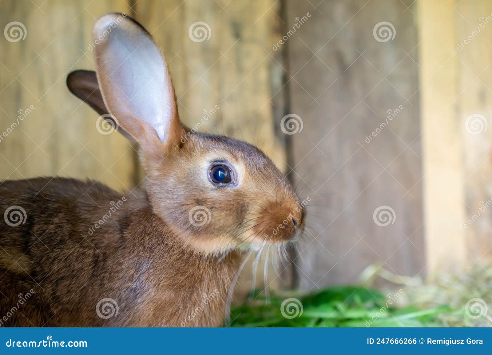 Breeding rabbit in a cage stock photo. Image of walk 247666266