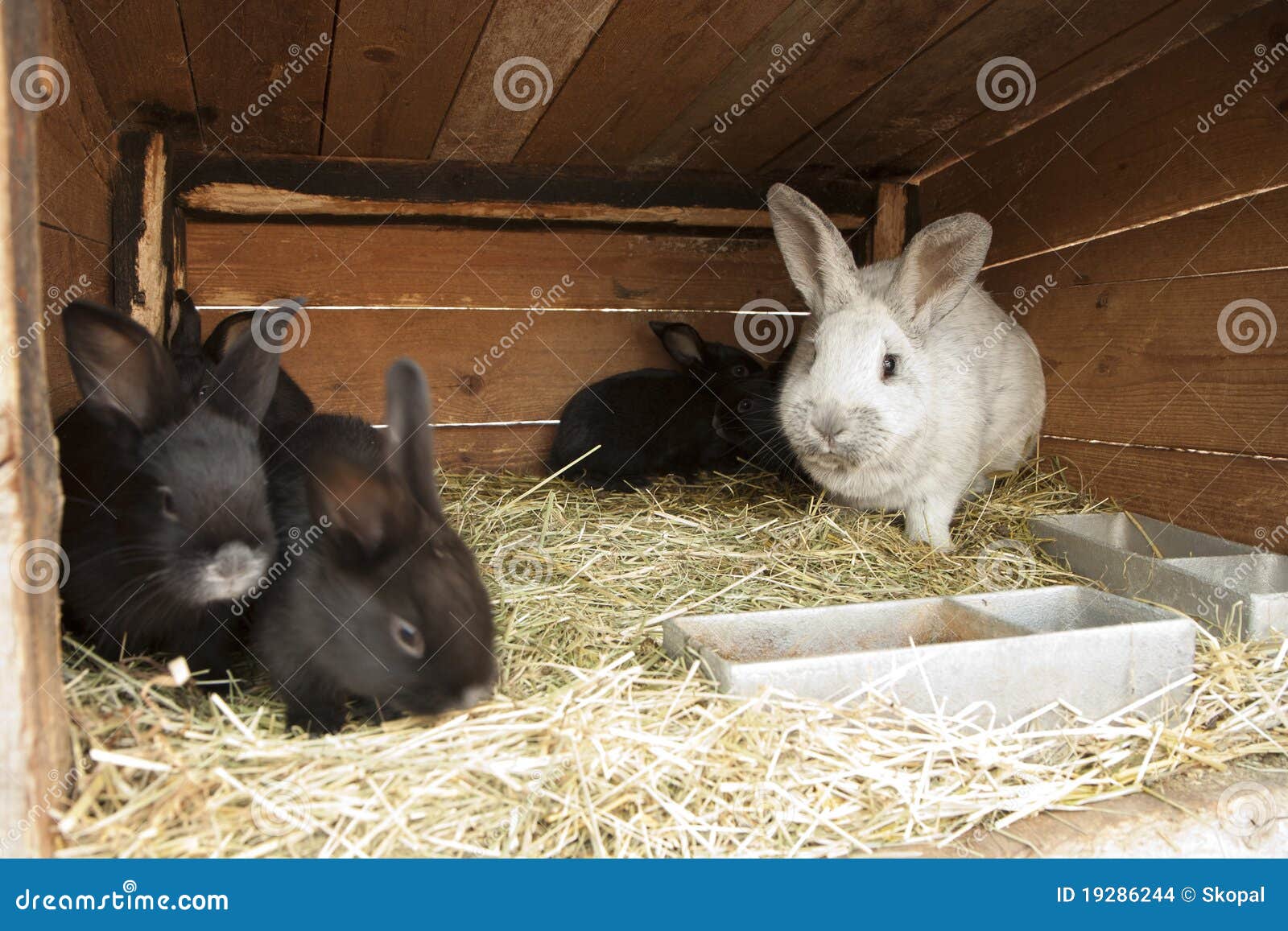 breeding rabbits