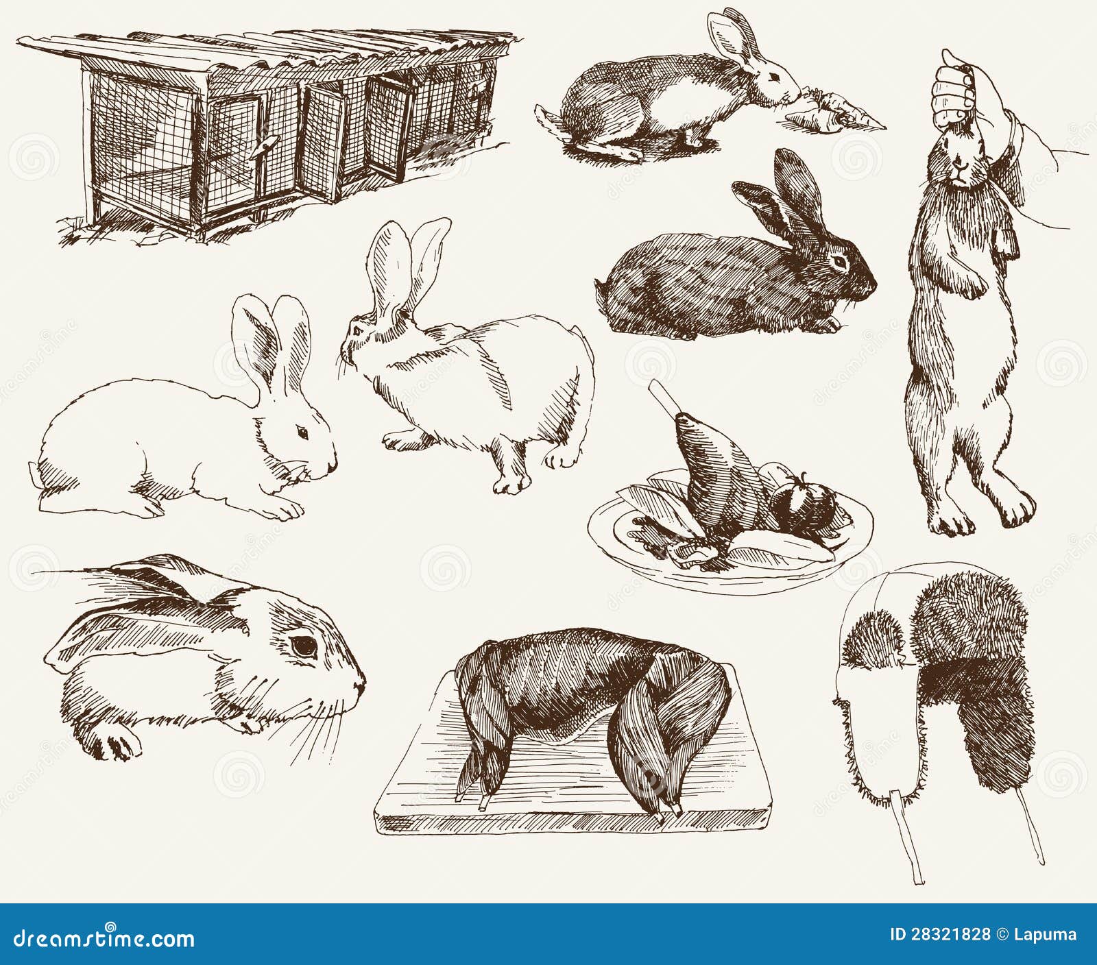 На рисунке изображены горностаевые кролики. Кролиководство рисунок. Кролиководство эскизы и рисунки. Кролики размножаются рисунок. Раскраска для детей кролиководство.