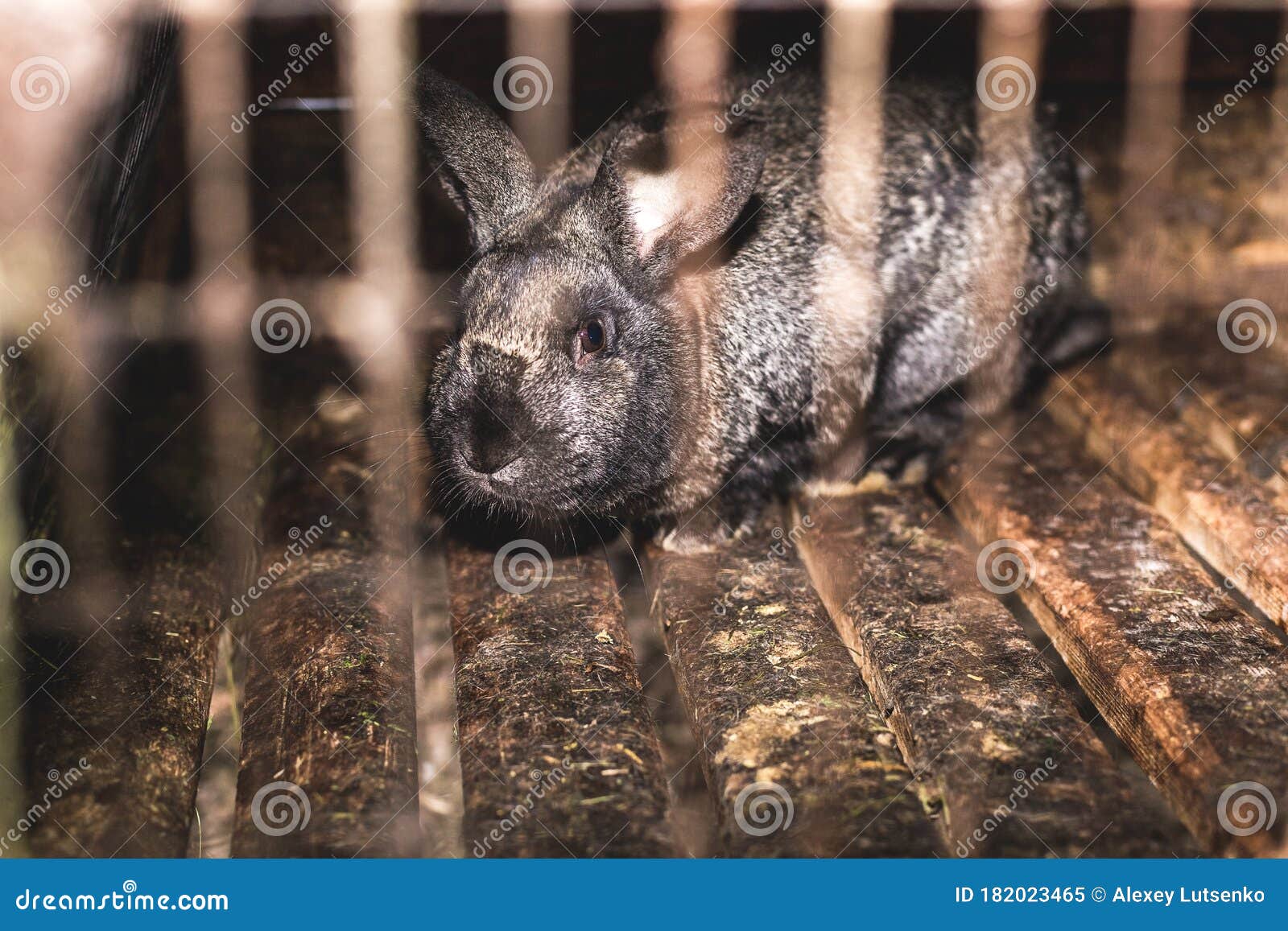 Breeding Rabbits. Rabbits on a Farm in a Wooden Cage Stock Image