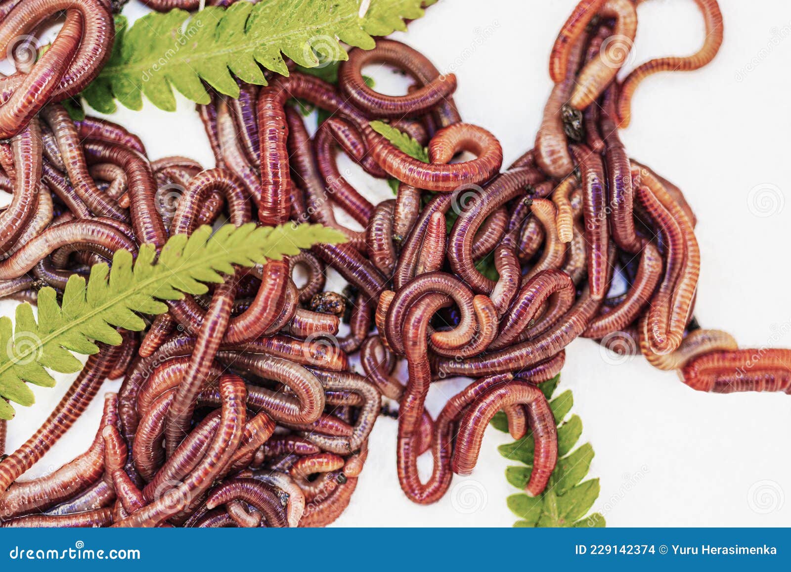 Breeding Red Worms Dendrobena. Fertile Soil. Natural Soil Improvement Stock  Photo - Image of manure, fertility: 229142374