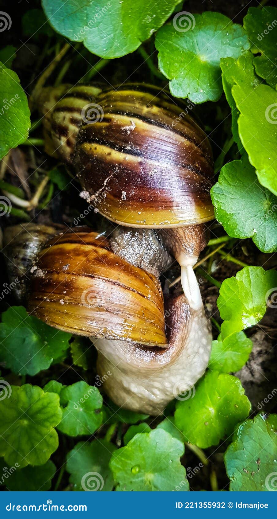 Breeding of snails stock photo. Image of mushroom, african 221355932