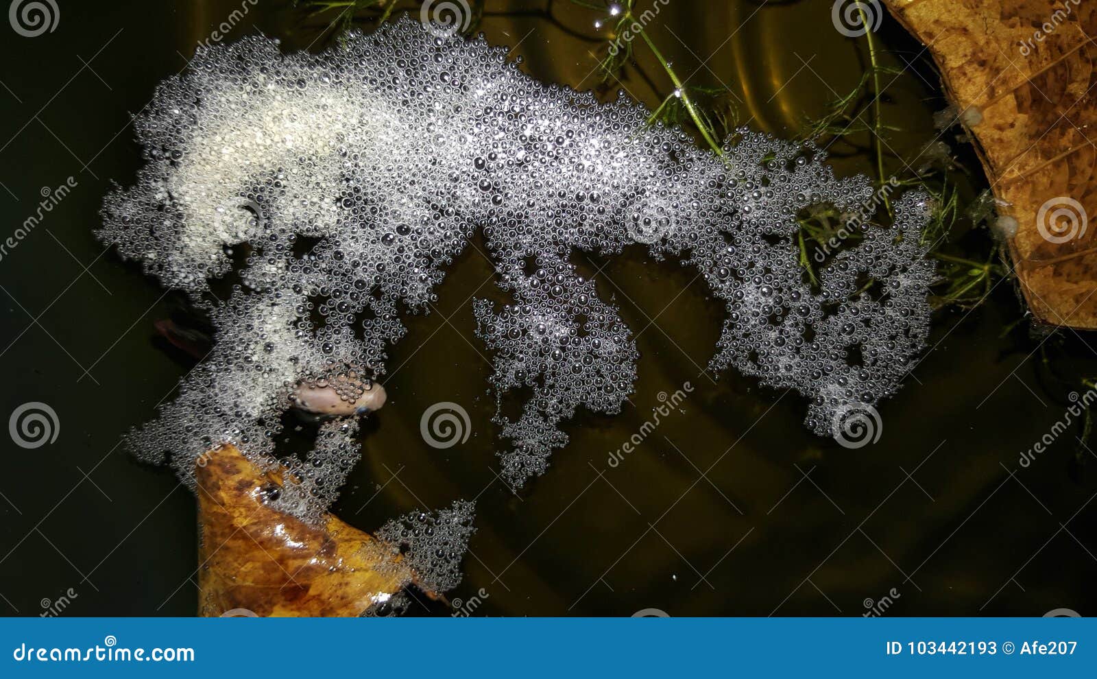 Breeding Thailand Betta and Eggs, Siamese Fighting Fish Stock Image