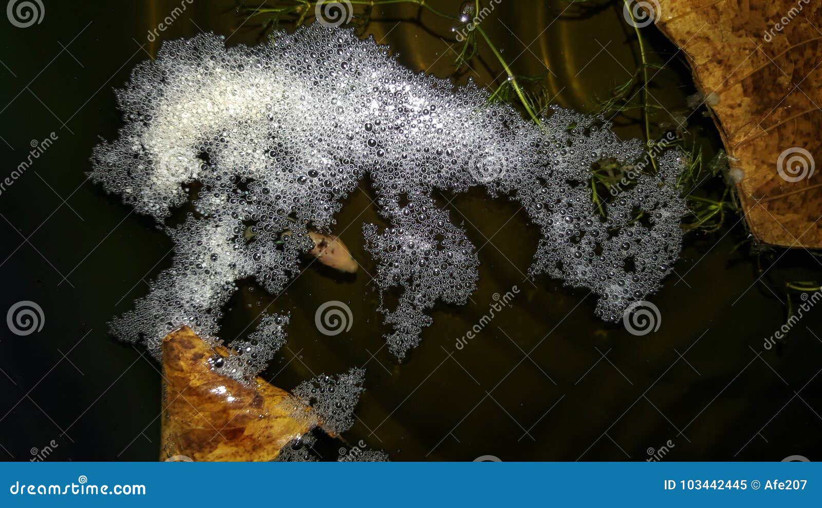 Breeding Thailand Betta and Eggs, Siamese Fighting Fish Stock Image