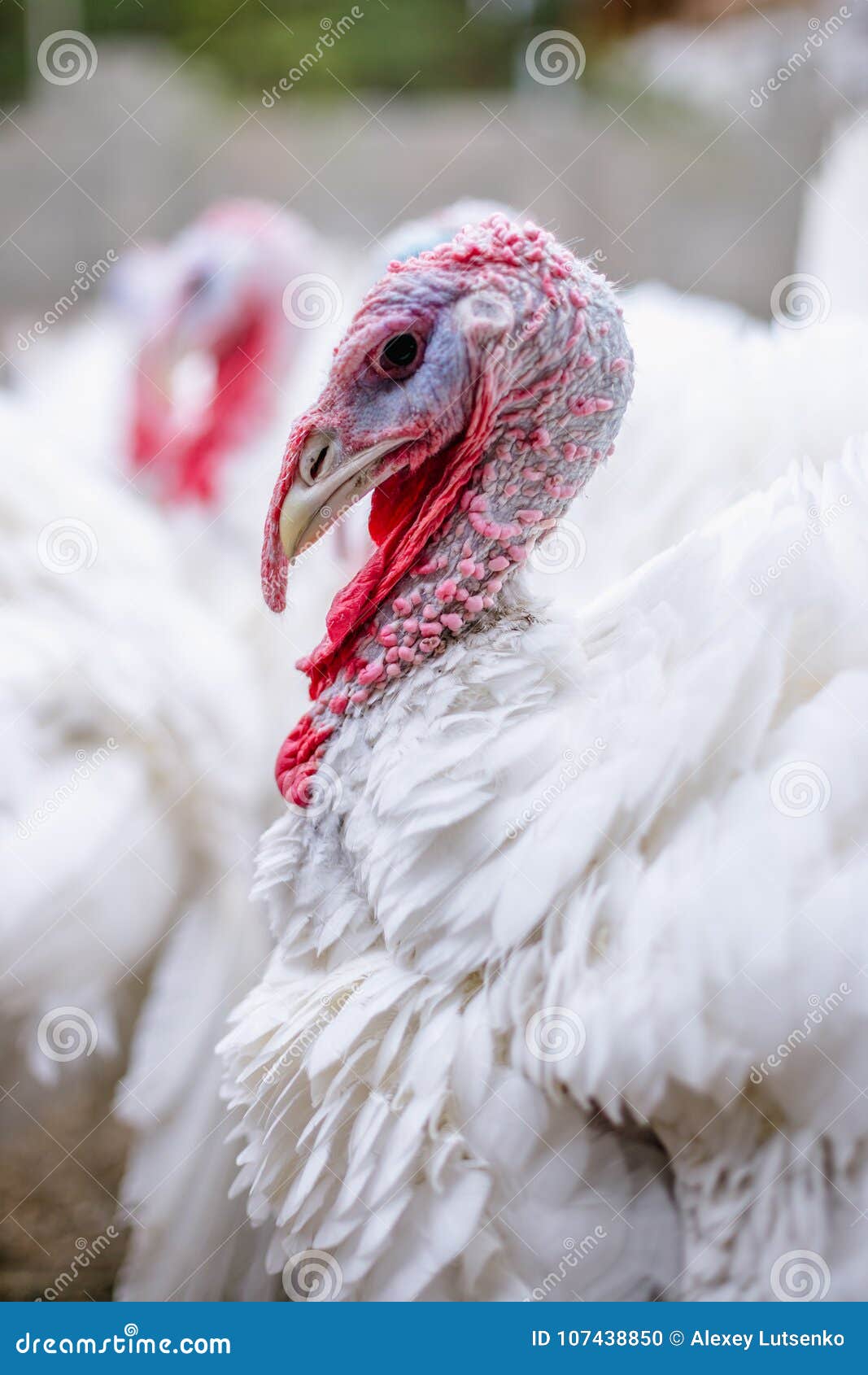 Breeding Turkeys on a Farm. Stock Photo Image of beautiful, food