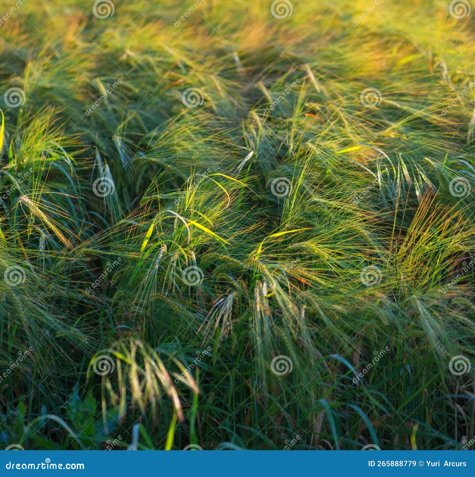 Breeze through the Blades. Cropped Closeup Image of Long Grass Blowing