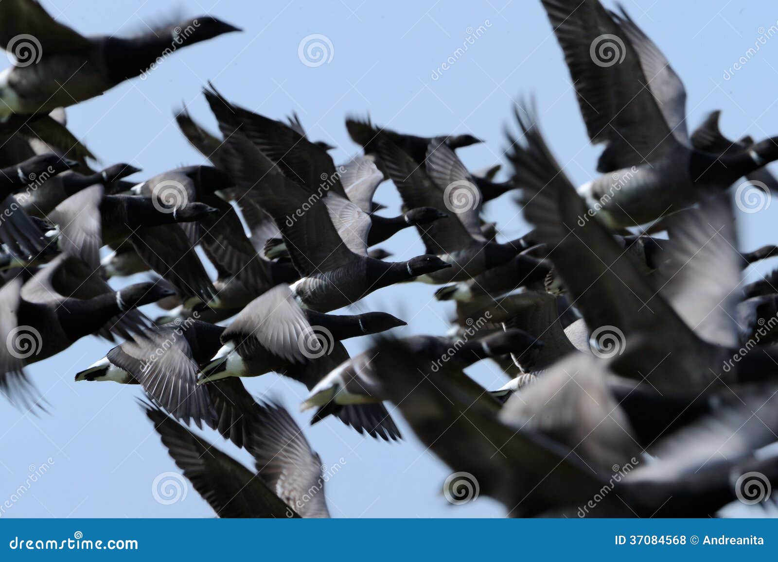 Gruppo di primo piano di volo di Brent Goose.