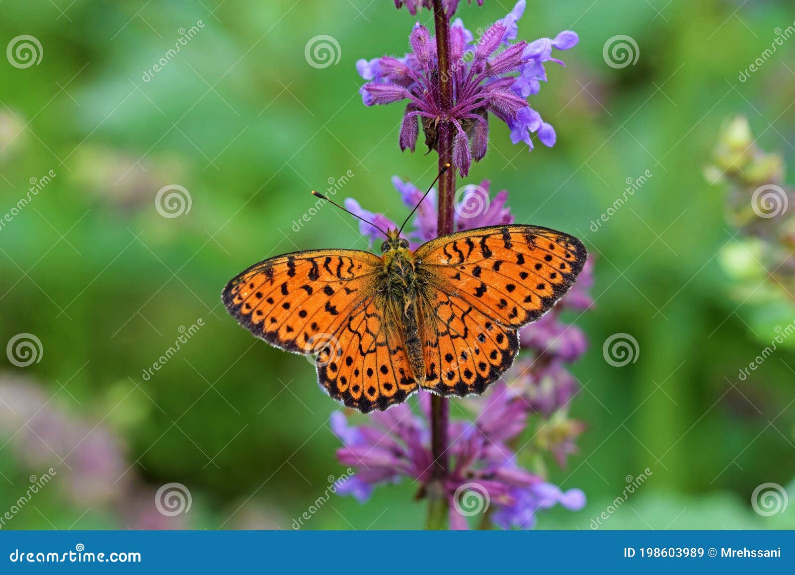 brenthis hecate , the twin-spot fritillary butterfly , butterflies of iran