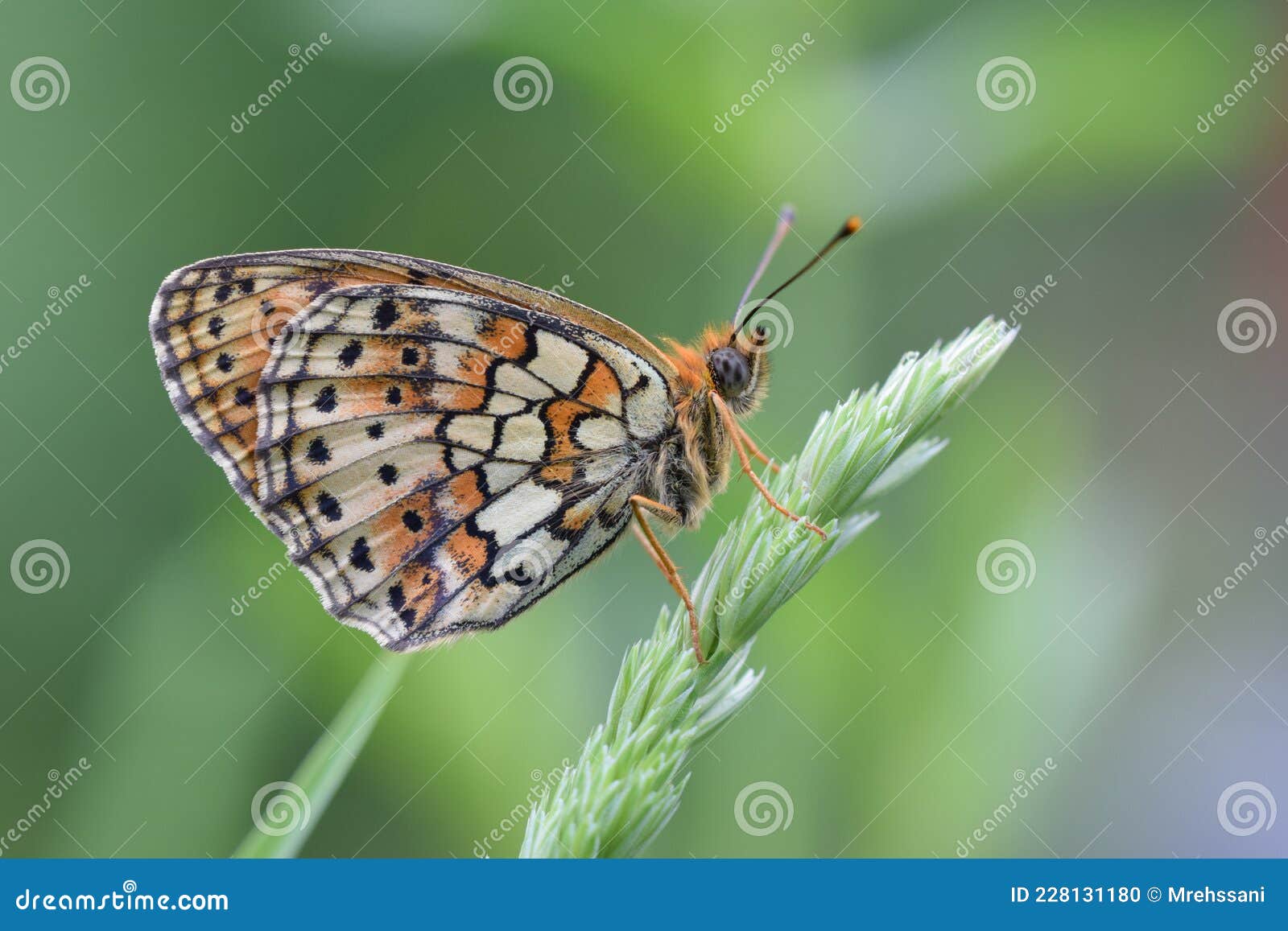 brenthis hecate , the twin-spot fritillary butterfly , butterflies of iran