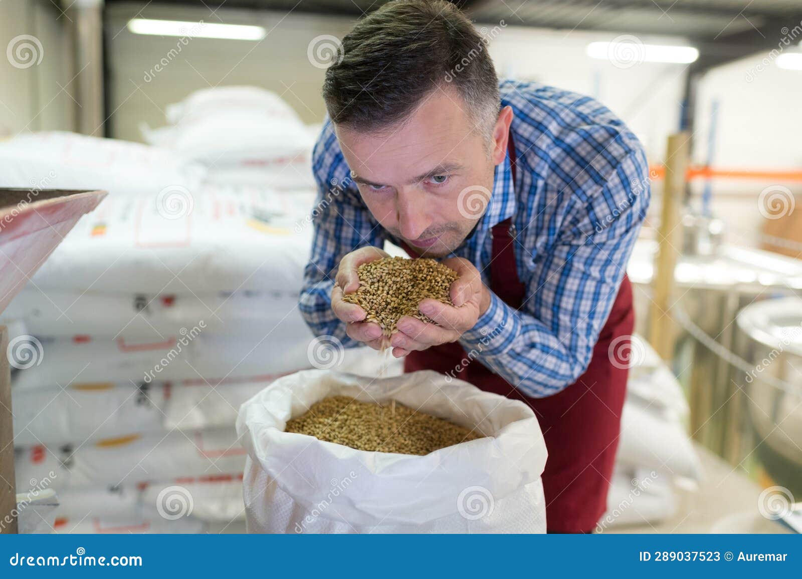 Brewery Worker Smelling Beer Malt Stock Image Image of industrial