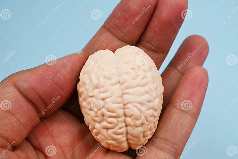 Brian in hand brain basics know your brain health and medical