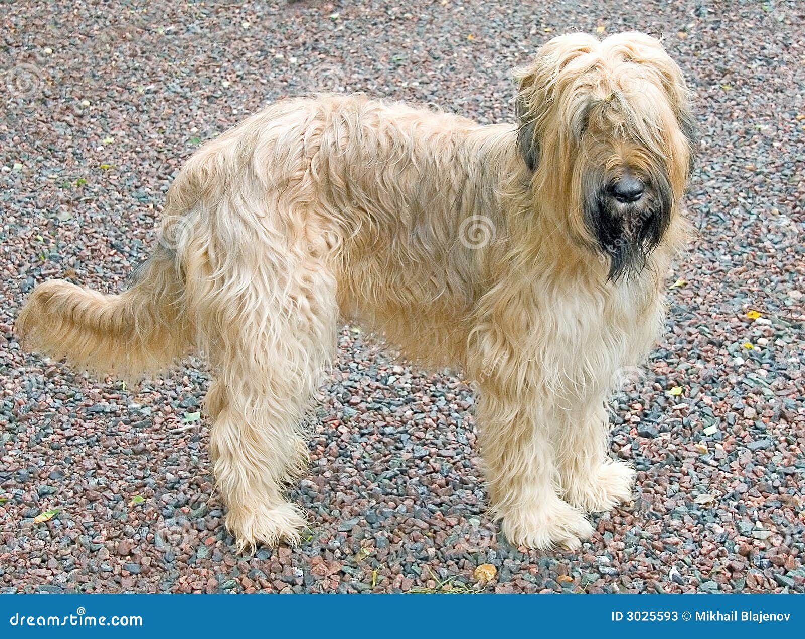 De Brie Briard Shepherd Playing Dog French Shepherd Briard Stock - Main Image