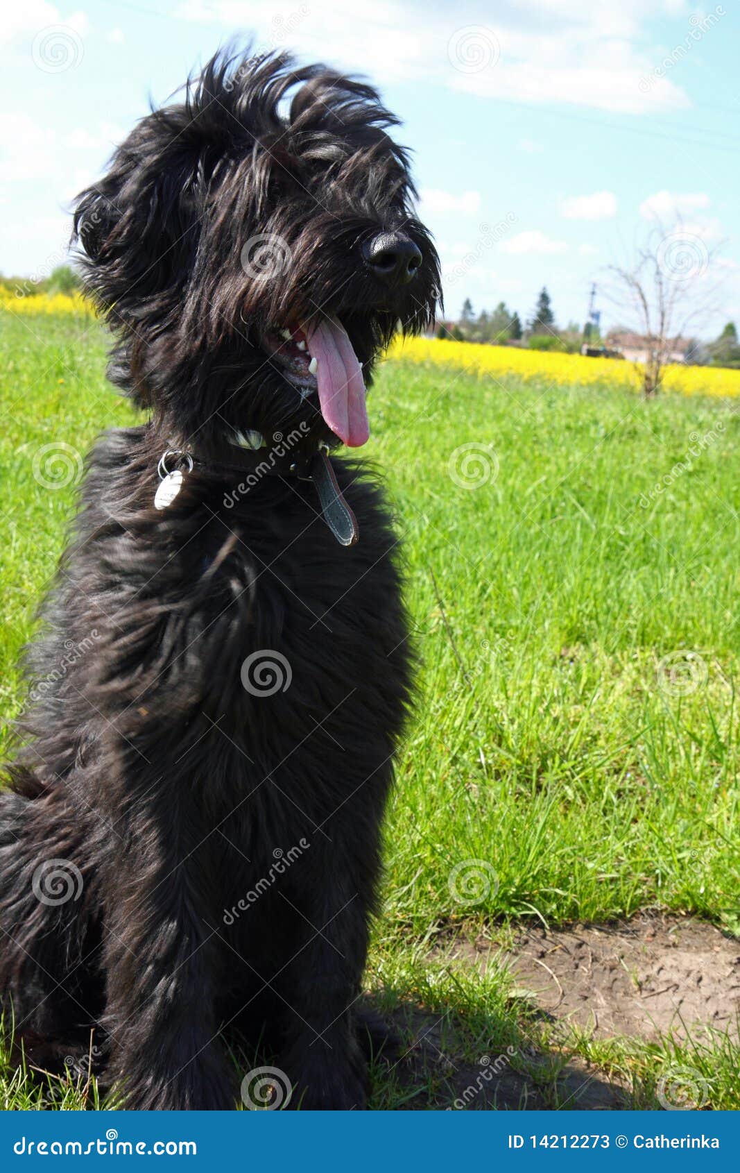 black briard puppy