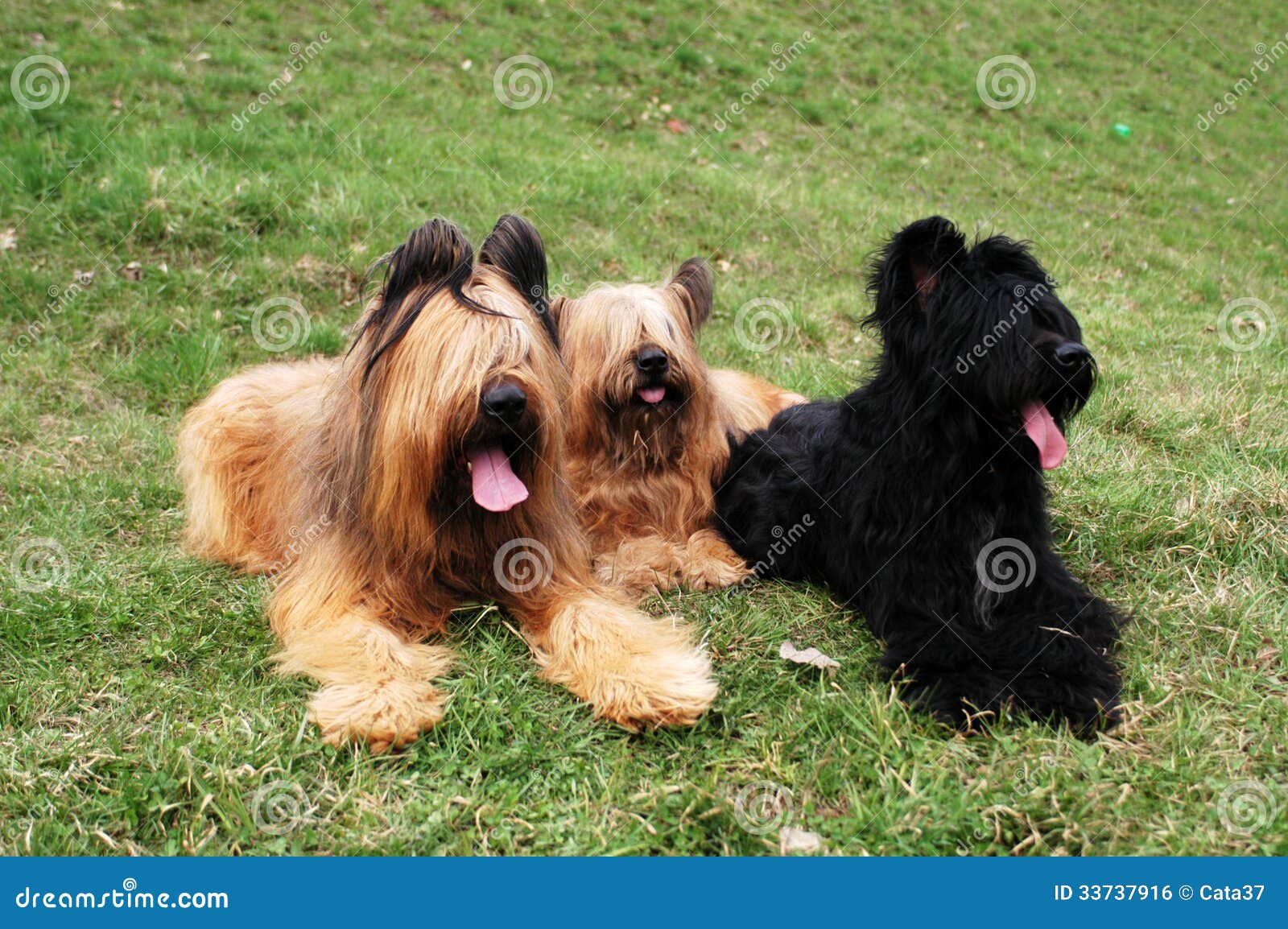 Briard stock photo. Image of animal, summer, dogs, breeding - 33737916