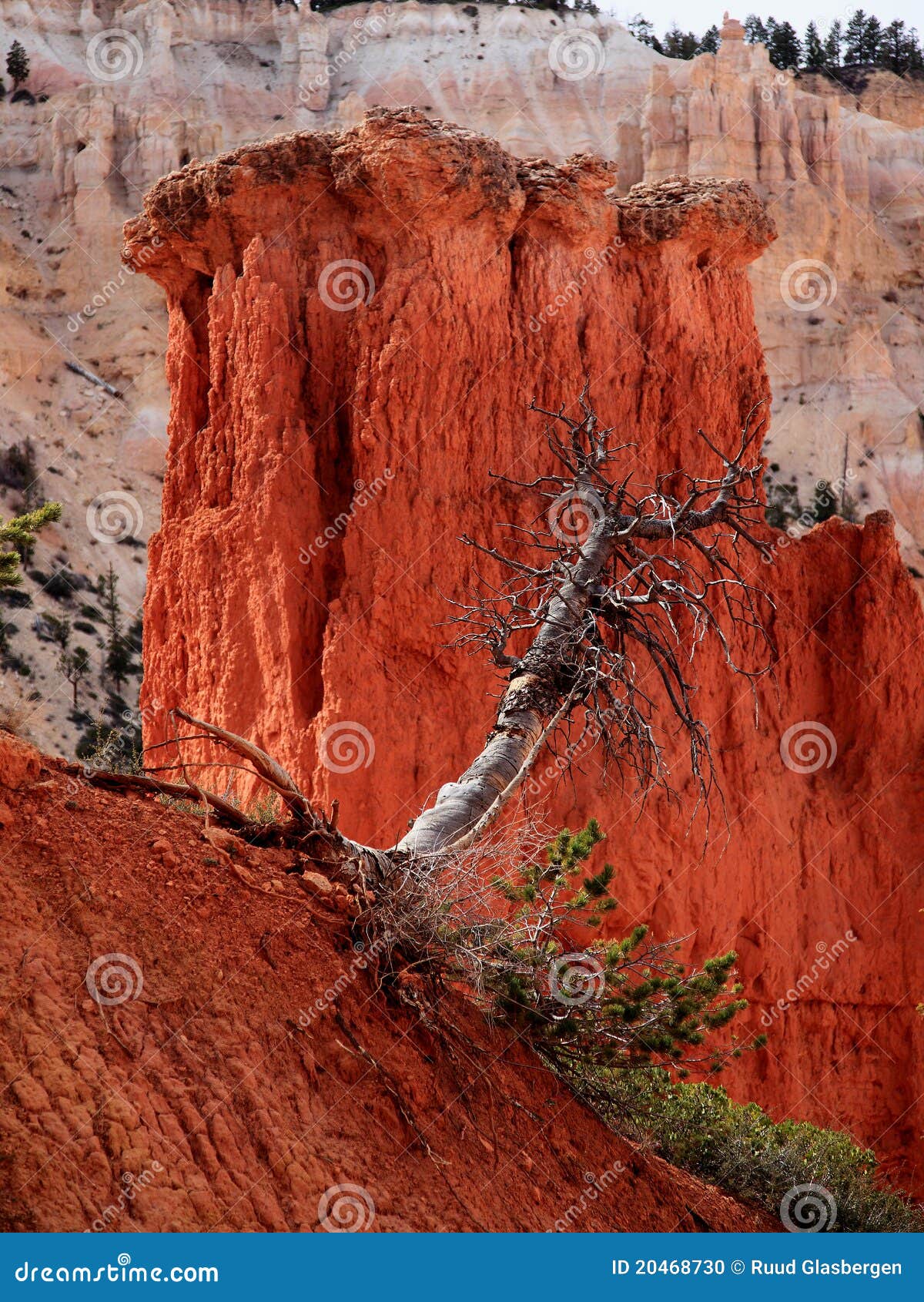 brice canyon, struggle for life