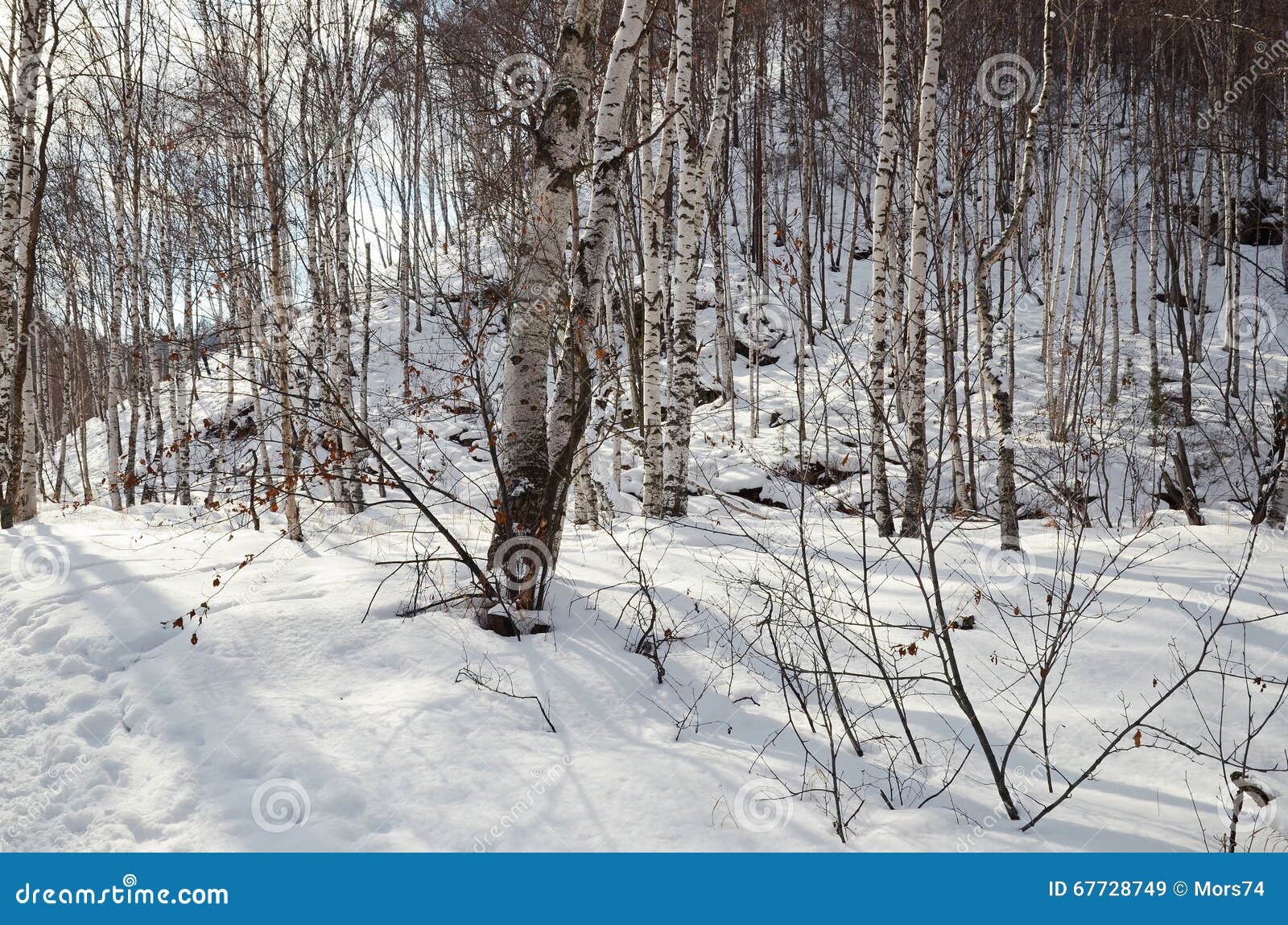 Optage Afgørelse dans Brich forest in winter stock image. Image of place, scenics - 67728749