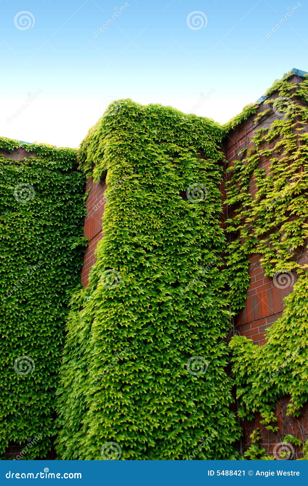 Brick and Ivy stock image. Image of plant, grow, greenery 5488421