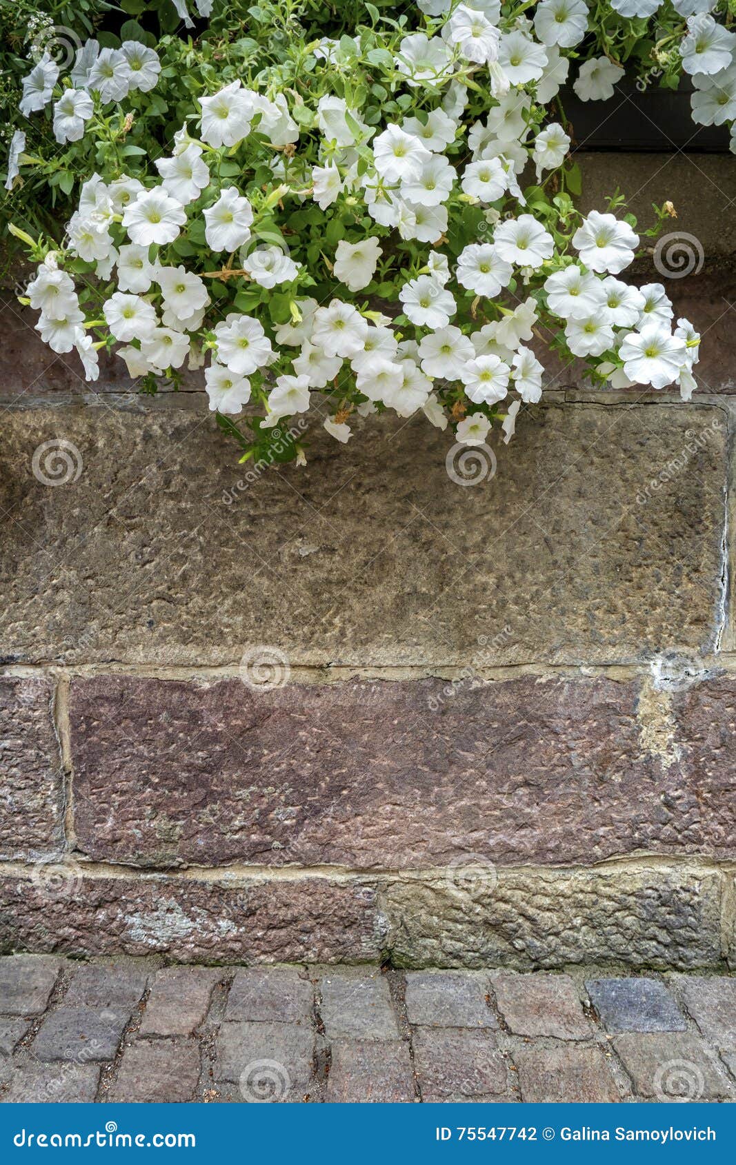 Brick Wall with Hanging Flowers. Stock Photo Image of plants, outdoor