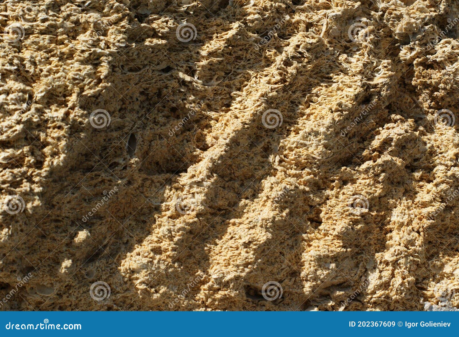 brick wall of yellow shell rock. closeup of shellstone texture