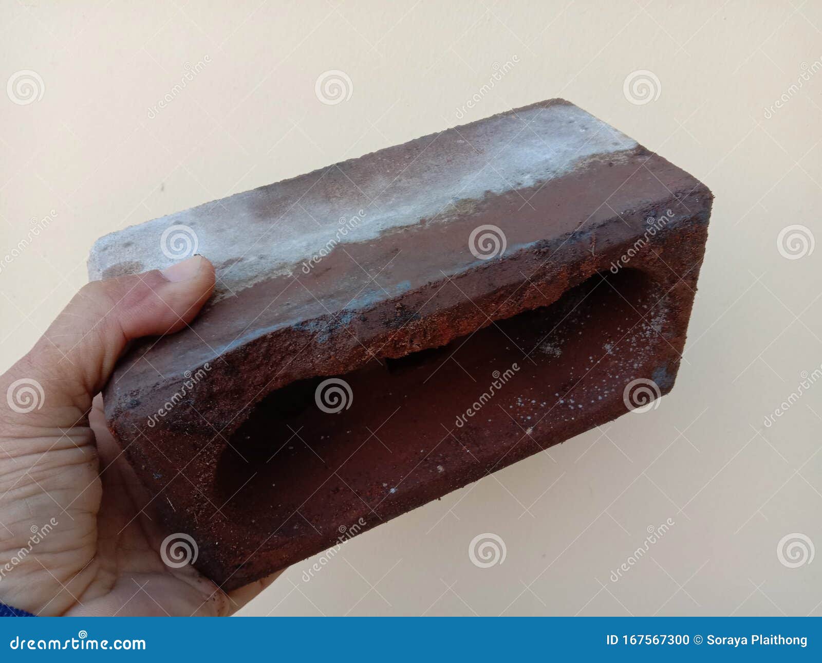 Brick Worm for Construction and Building on Cement Concrete Wall. Stock