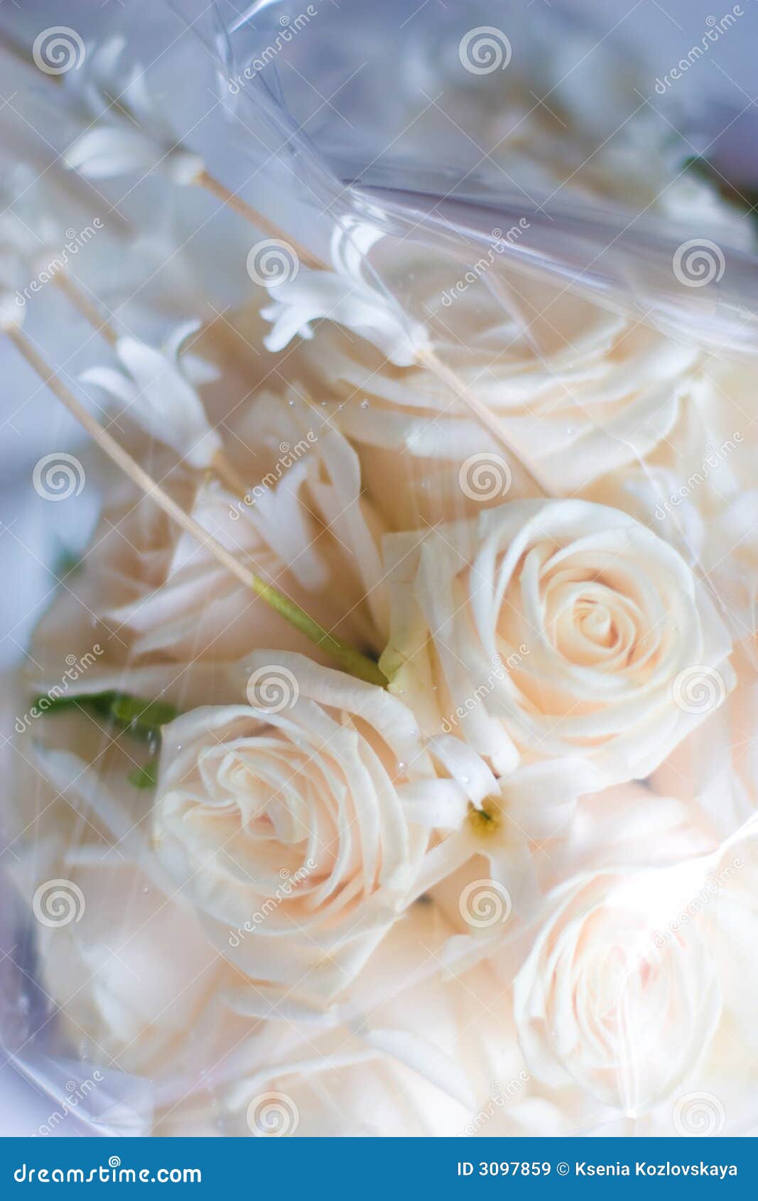 Bridal Bouquet in Cellophane Stock Image - Image of macro, arrangement