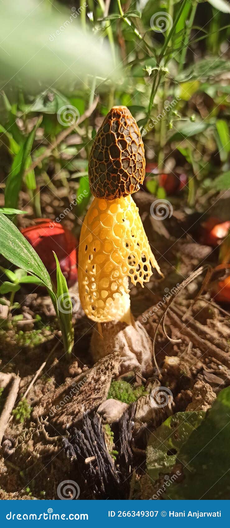 Bridal veil mushroom stock image. Image of invertebrate 266349307