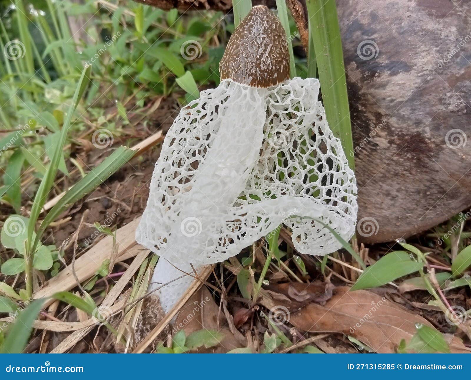 The Bridal Veil Mushroom in Nature Stock Image Image of fungus, drawing 271315285