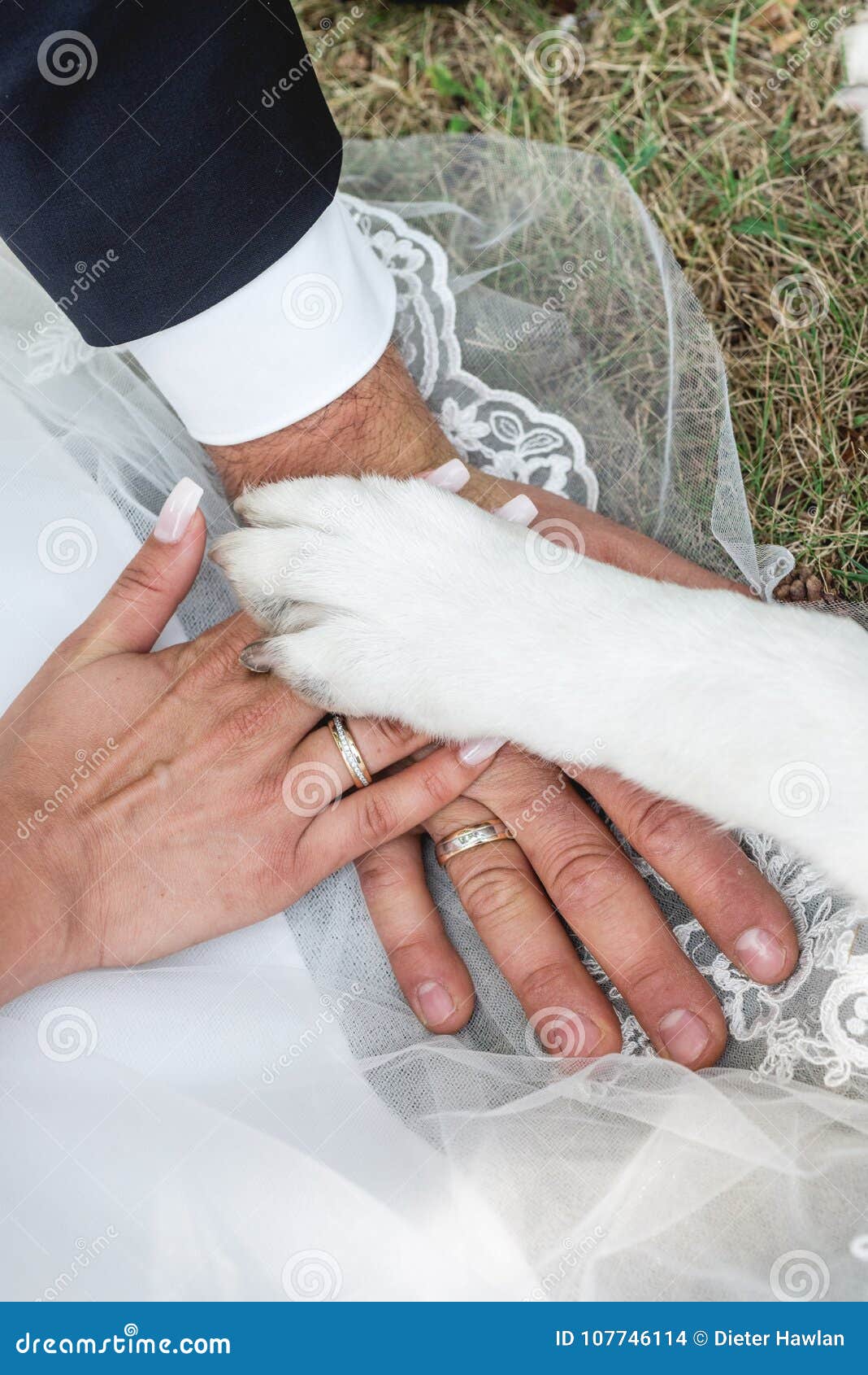 bride and grooms hands with dogs paw on it