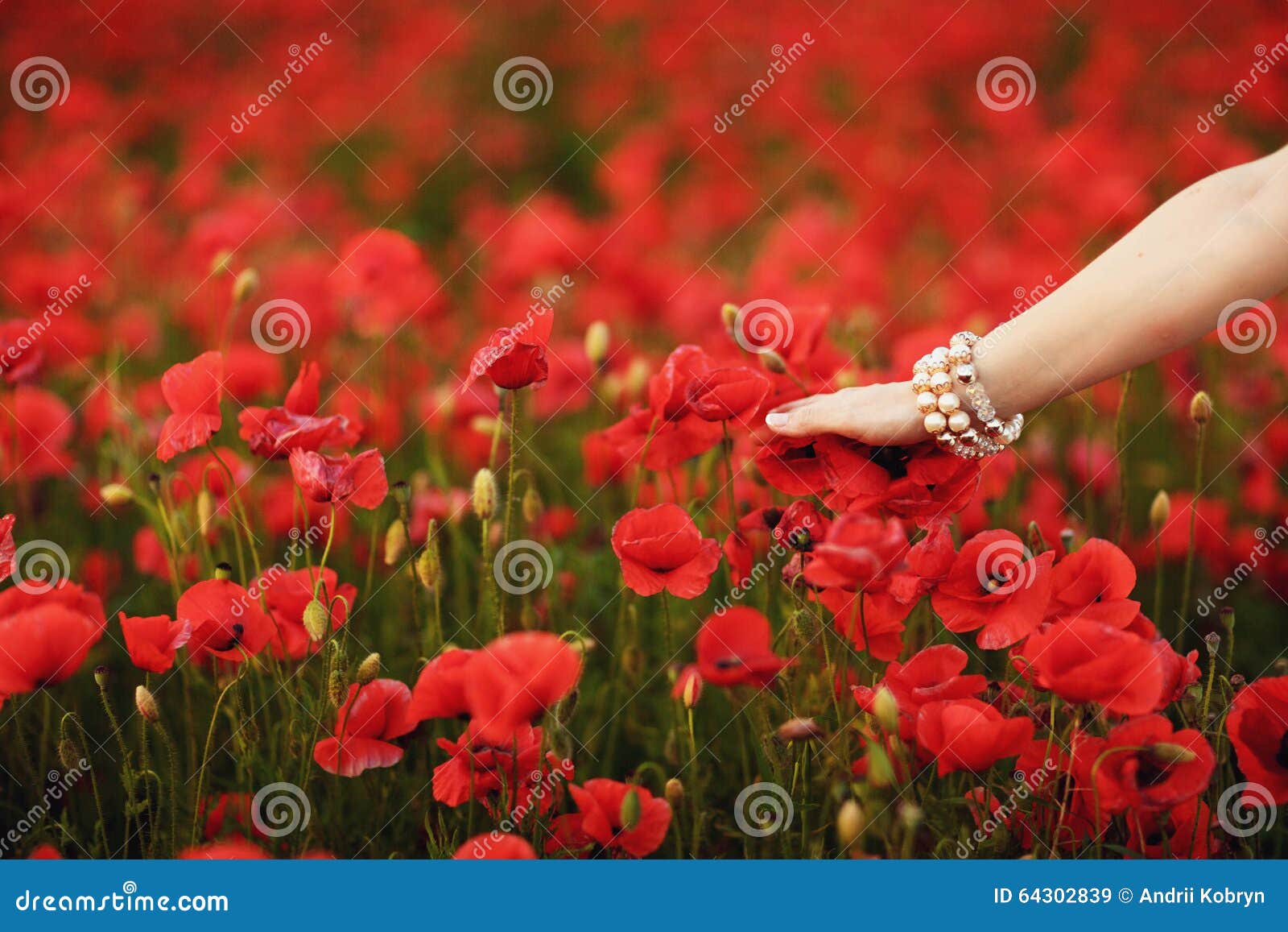 Bride Hand Touching Flowers in Poppy Field Stock Image Image of field