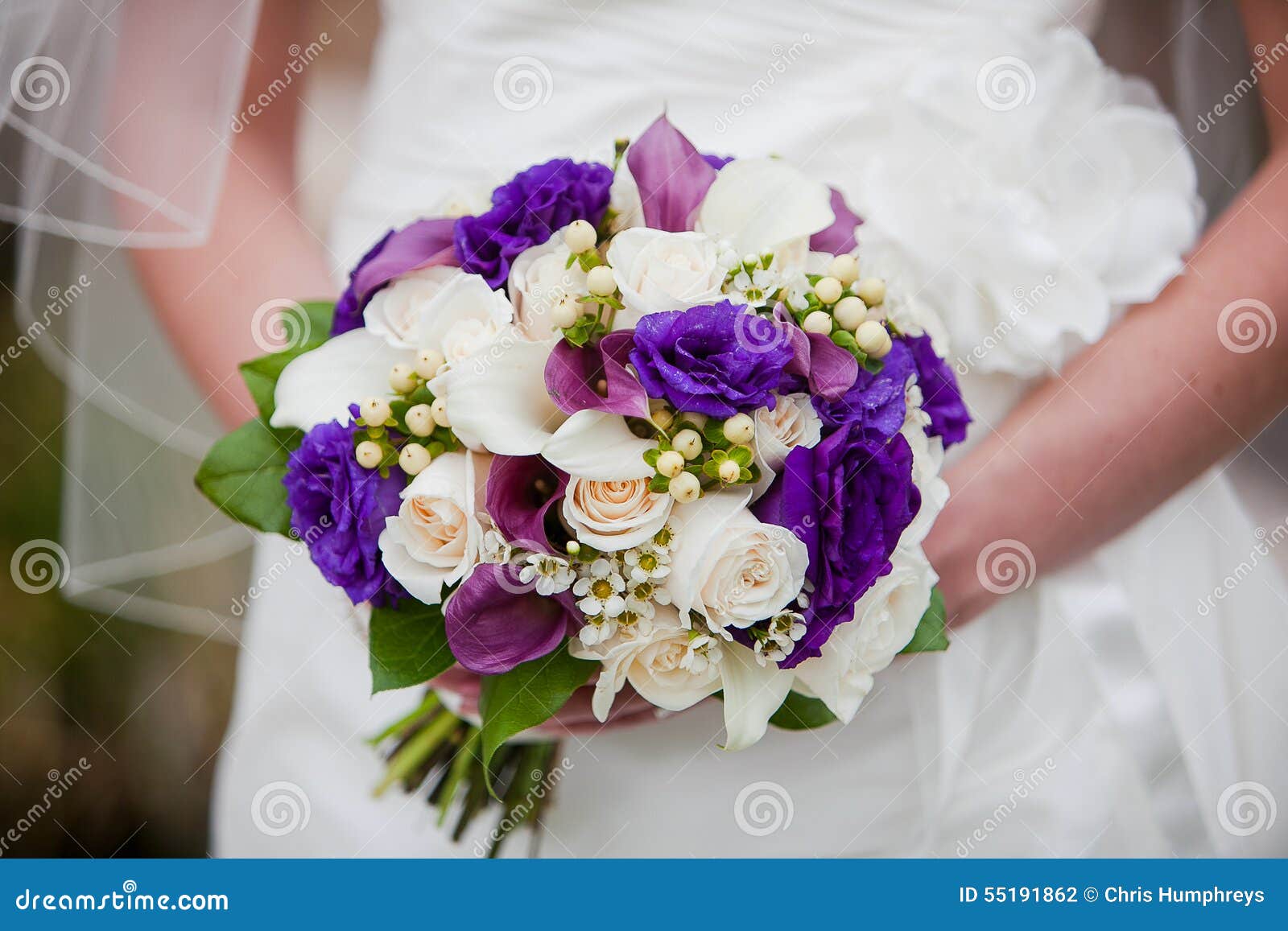 bride holding beautiful purple white wedding bouquet flowers consisting calla lilies calla lilies off hypericum berry roses 55191862