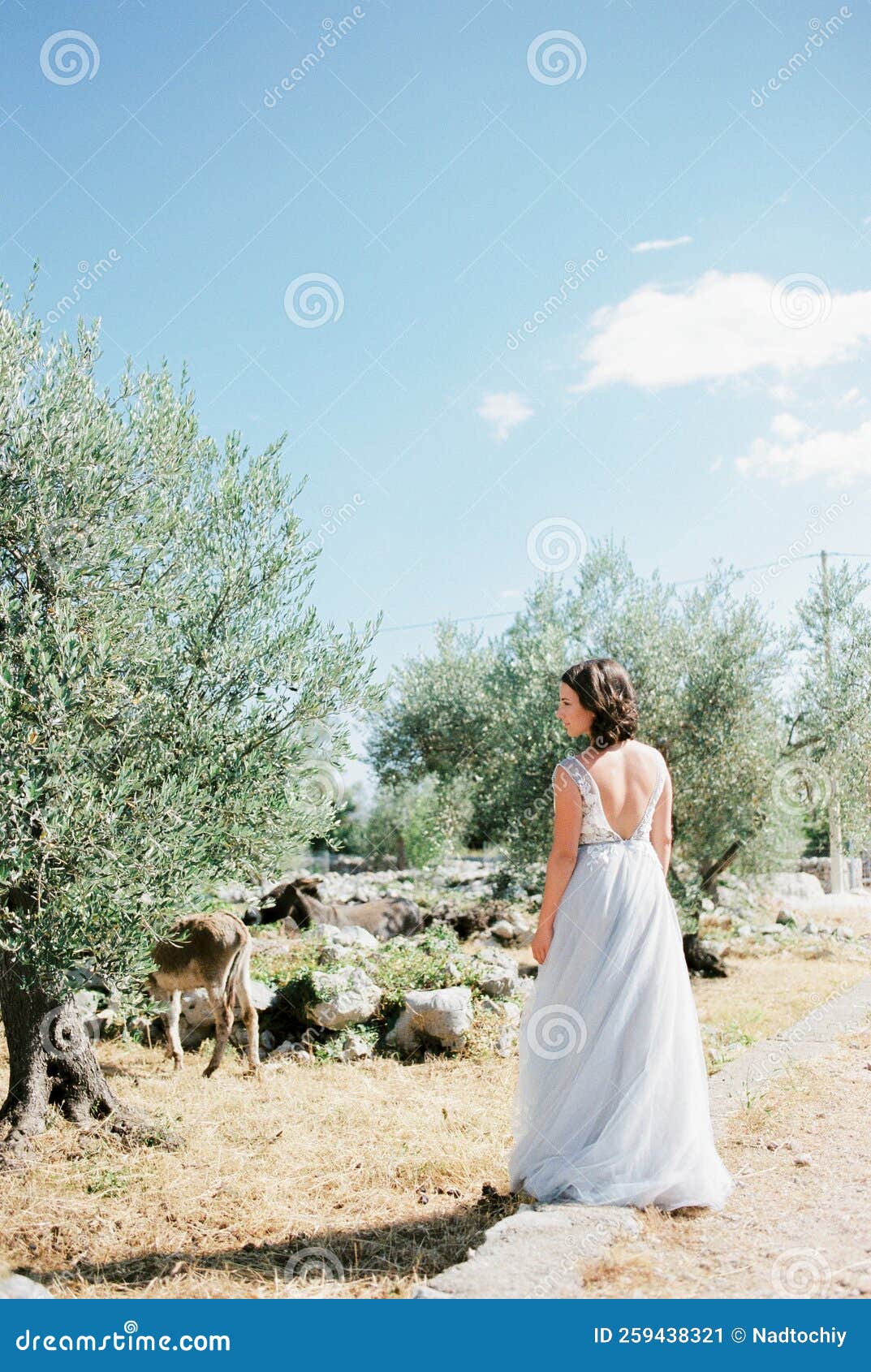 Bride is Standing on a Path in an Olive Grove with Her Head Turned To