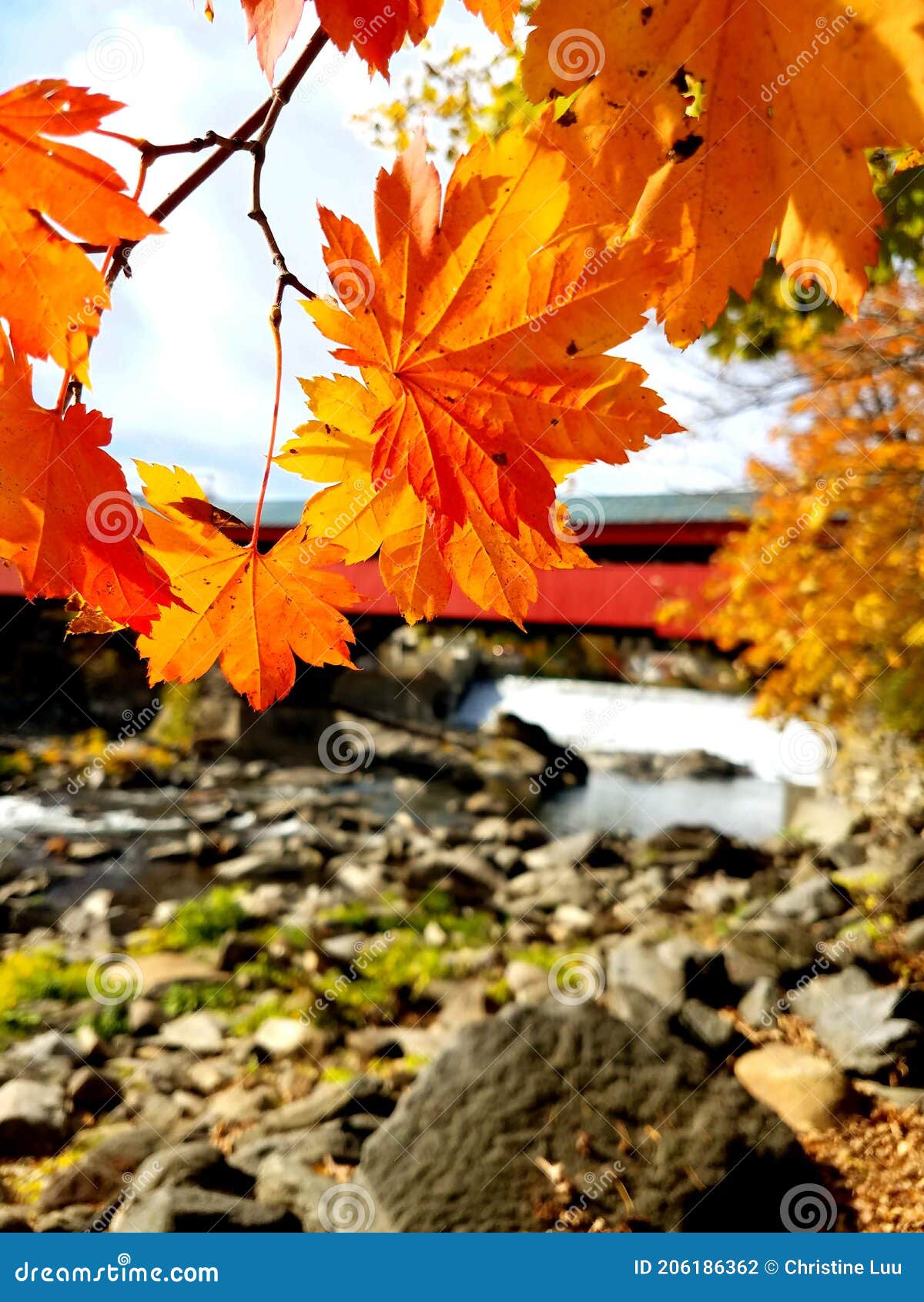 Bridge Through Fall Leaves Stock Photo Image Of Maple 206186362