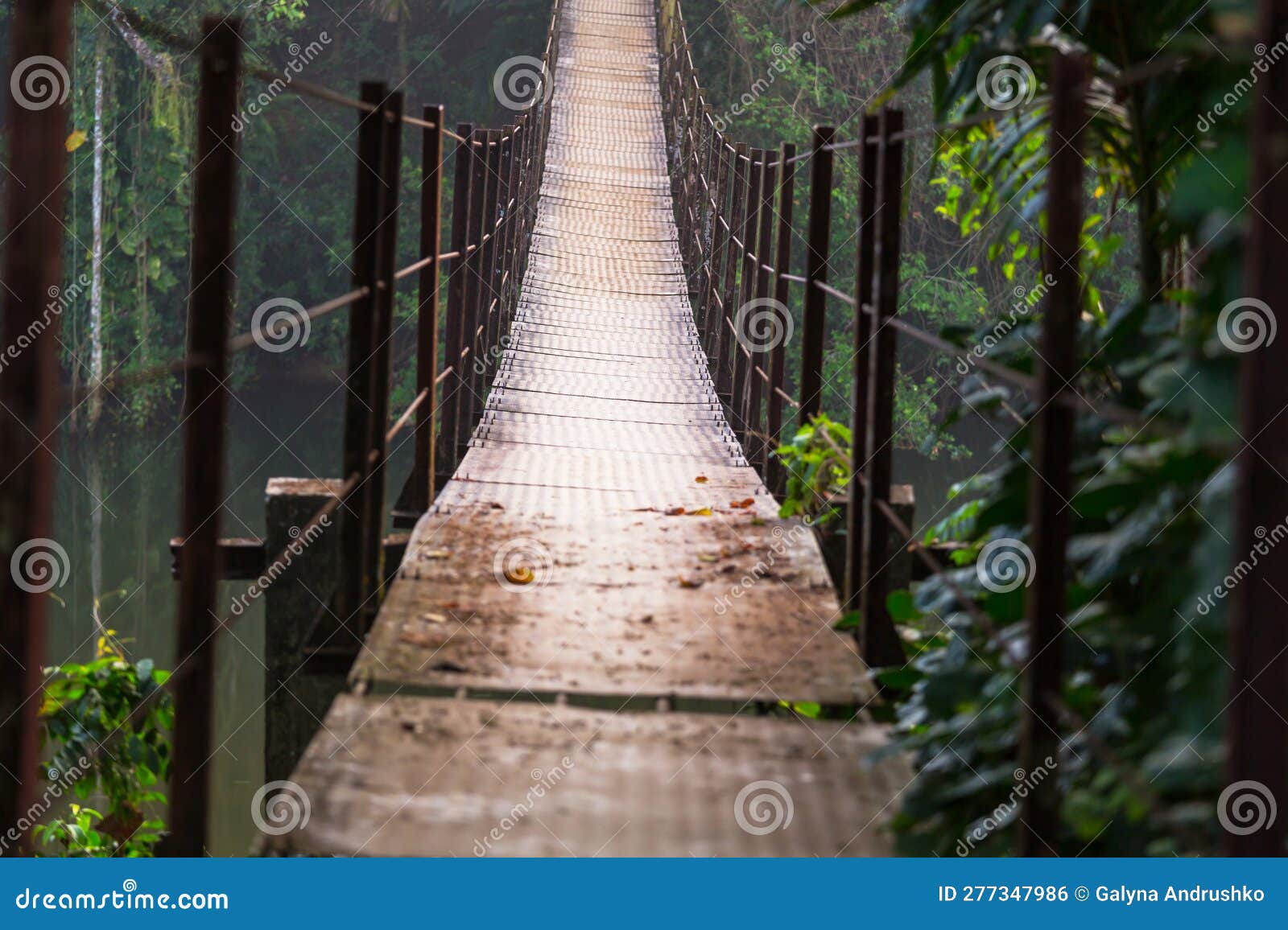 Bridge in jungle stock photo. Image of pedestrian, garden 277347986