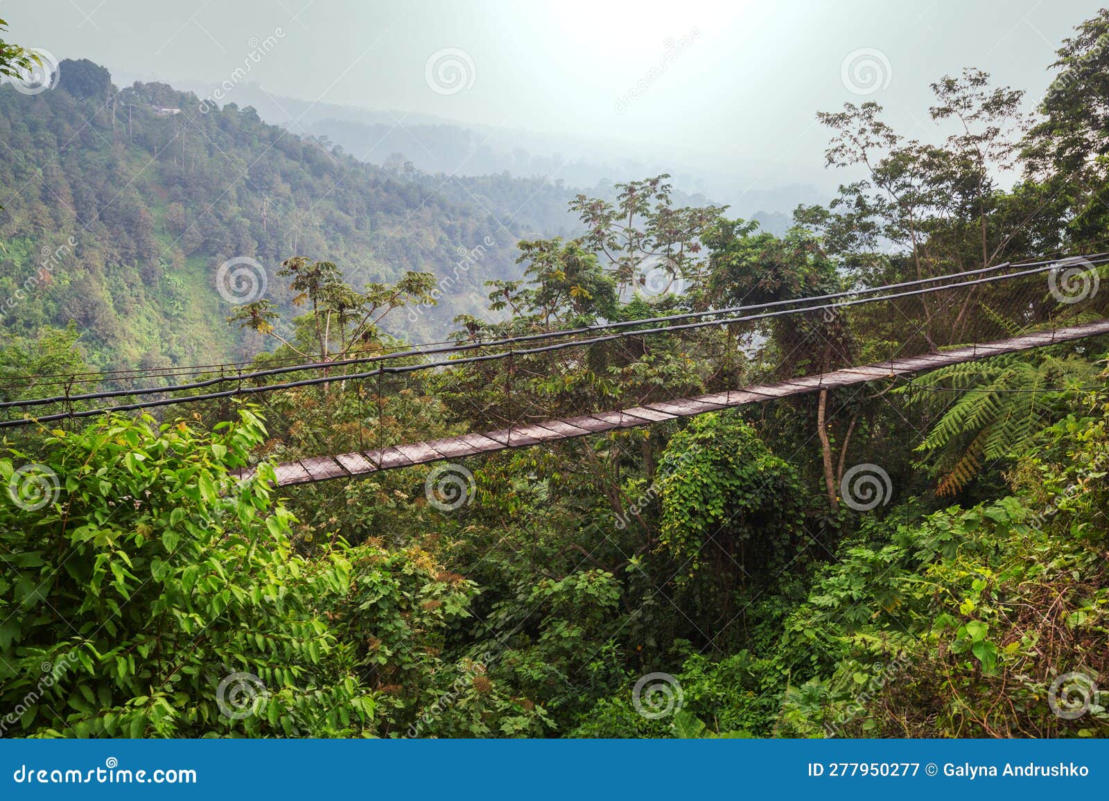 Bridge in jungle stock image. Image of lanka, suspension 277950277